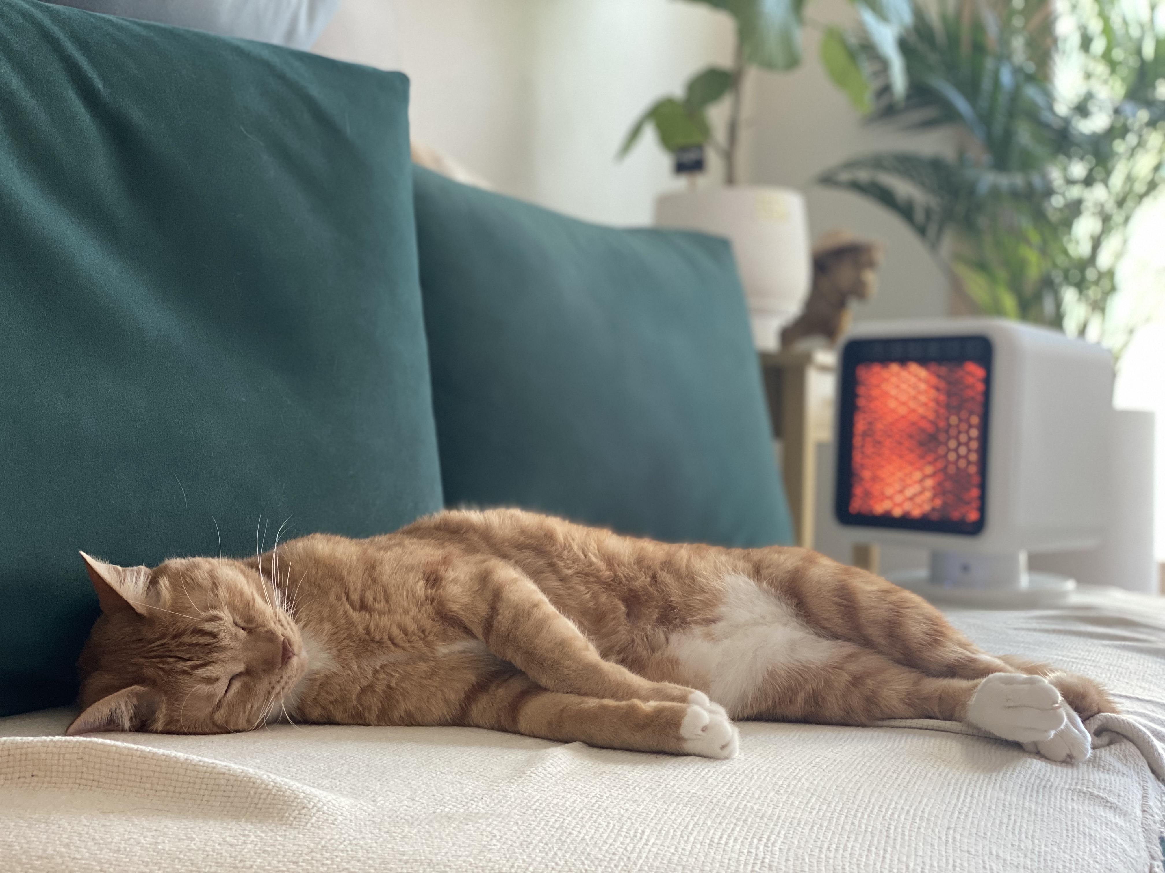 복동(야옹)이와 깨비(나폴레옹) 잘 지내고 있어요^^