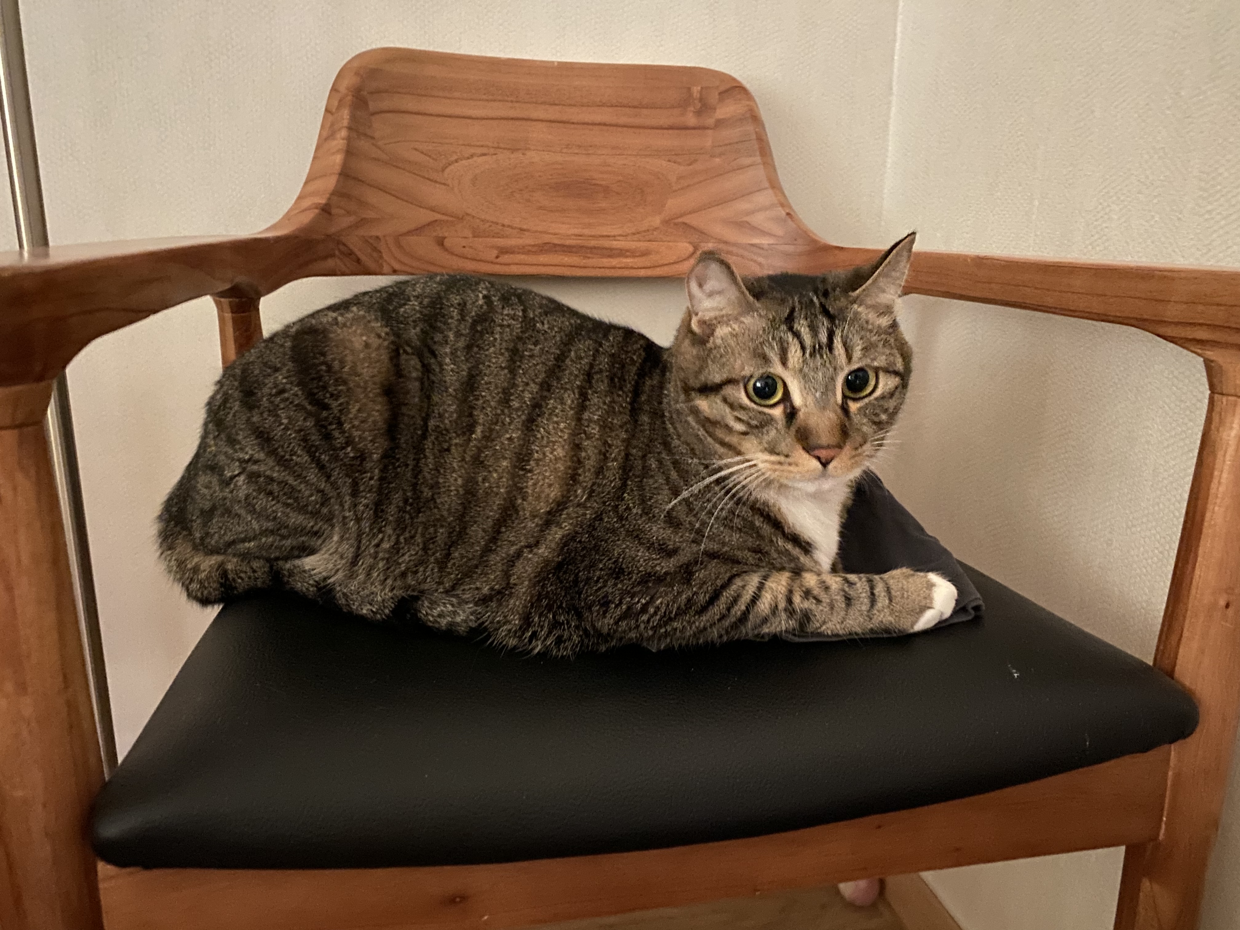 복동(야옹)이와 깨비(나폴레옹) 잘 지내고 있어요^^