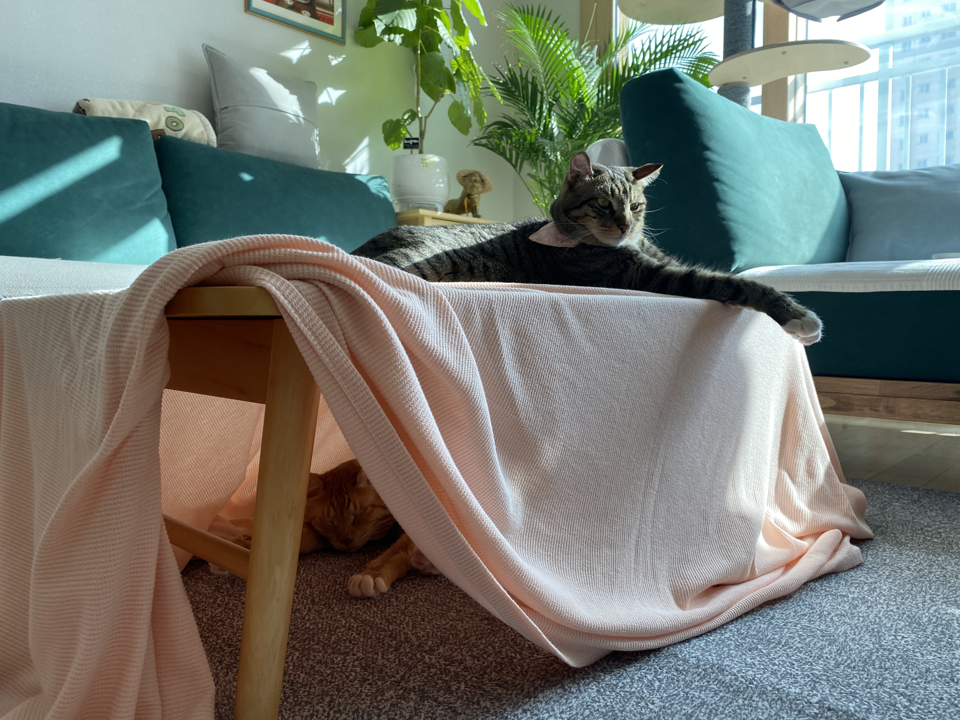 복동(야옹)이와 깨비(나폴레옹) 잘 지내고 있어요^^