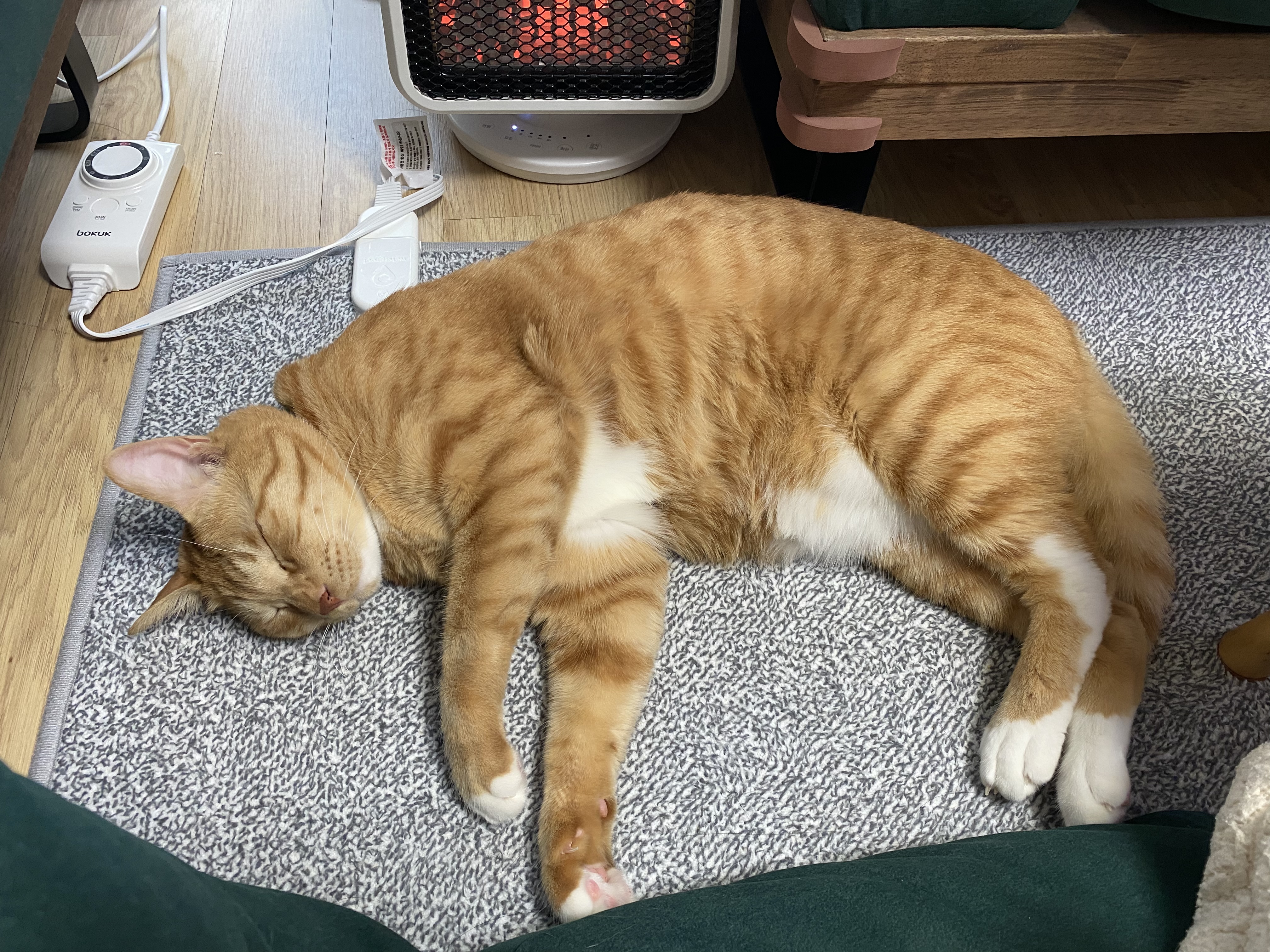 복동(야옹)이와 깨비(나폴레옹) 잘 지내고 있어요^^