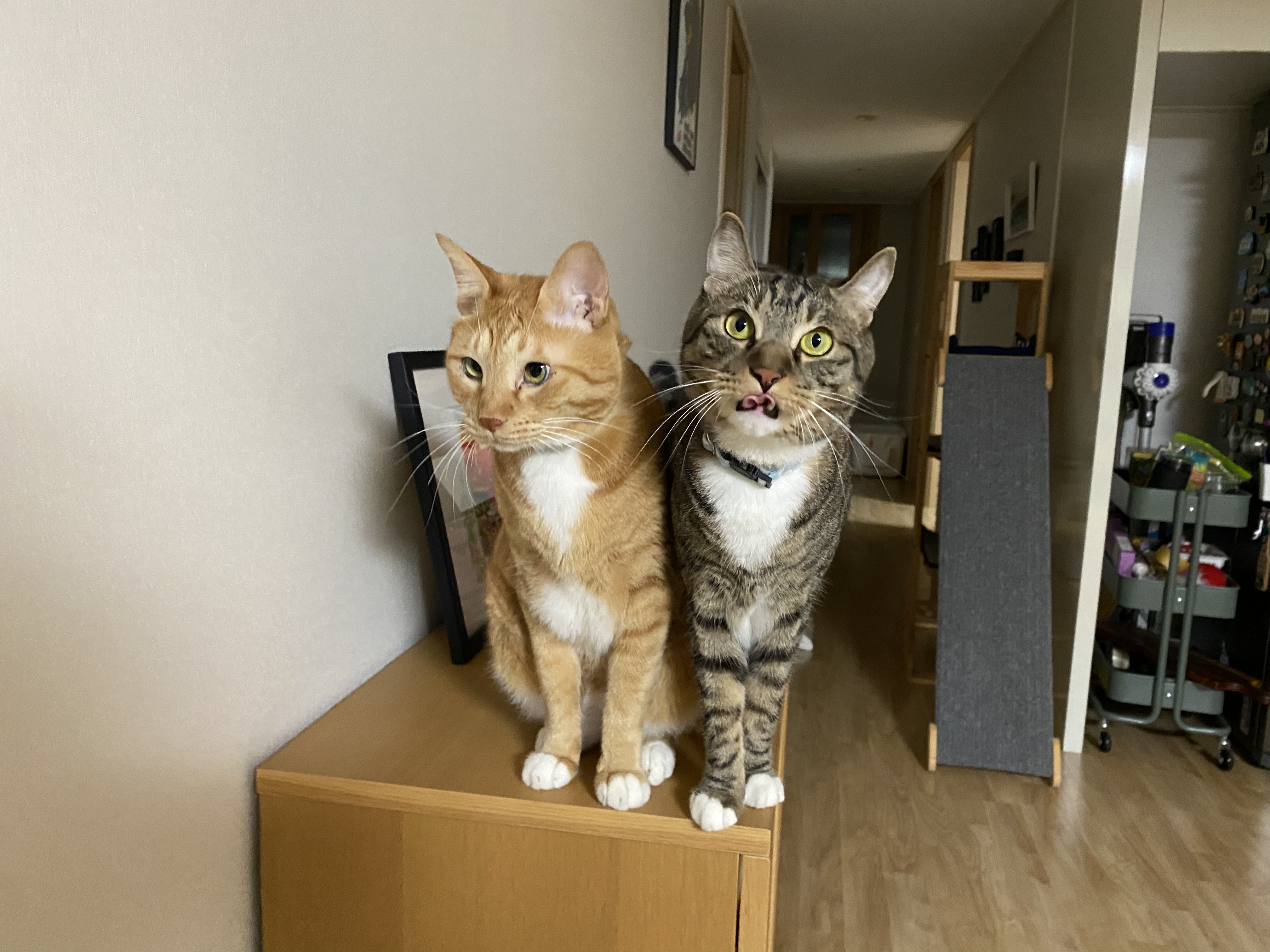 복동(야옹)이와 깨비(나폴레옹) 잘 지내고 있어요^^