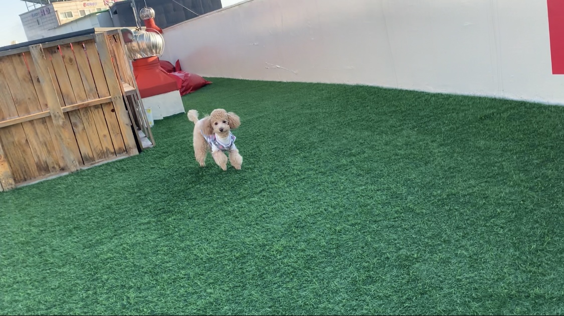 똥꼬발랄 초이네(곤지암 해삼) 소식 입니다~^^