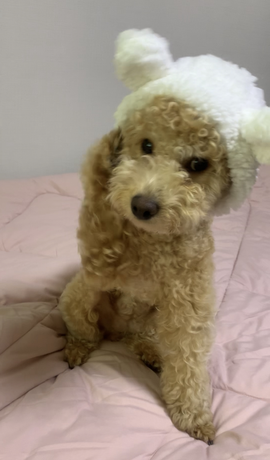 똥꼬발랄 초이네(곤지암 해삼) 소식 입니다~^^