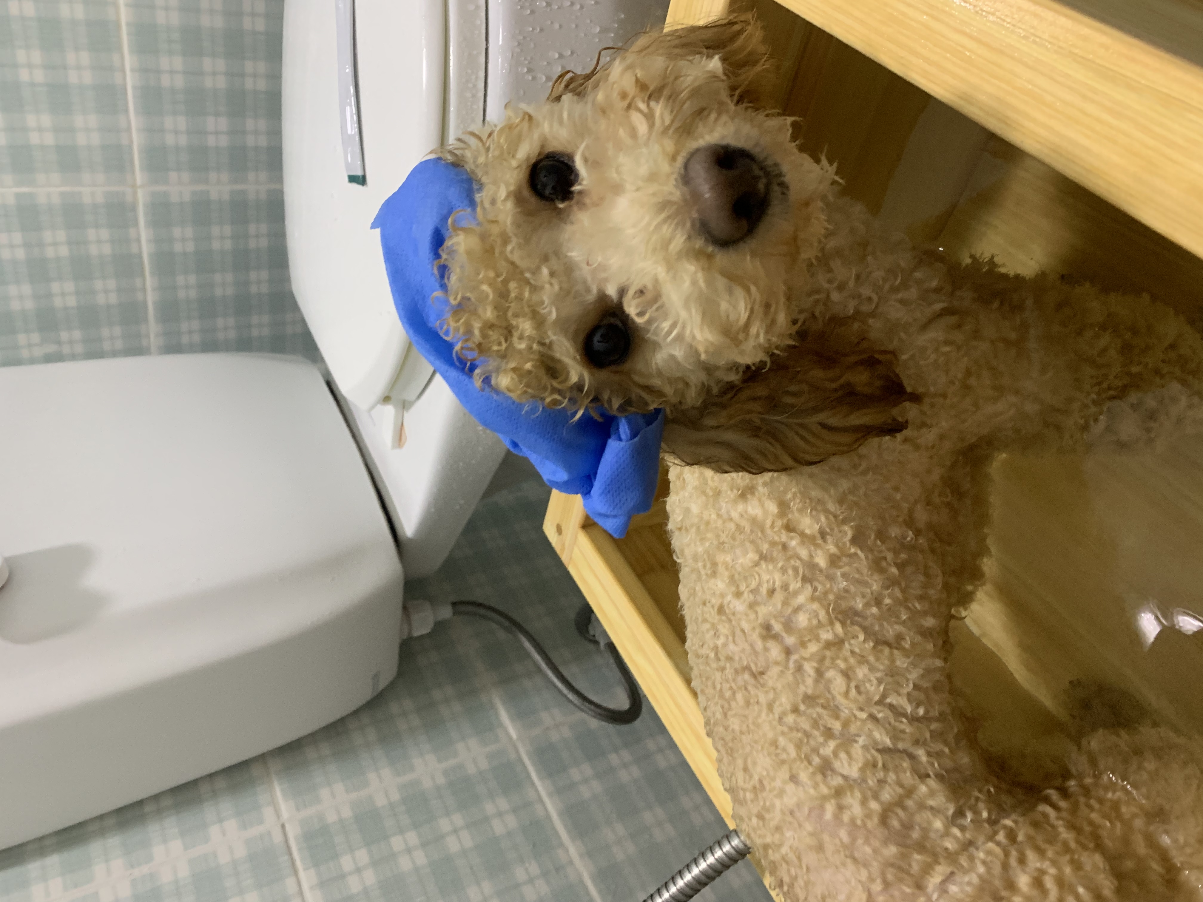 똥꼬발랄 초이네(곤지암 해삼) 소식 입니다~^^