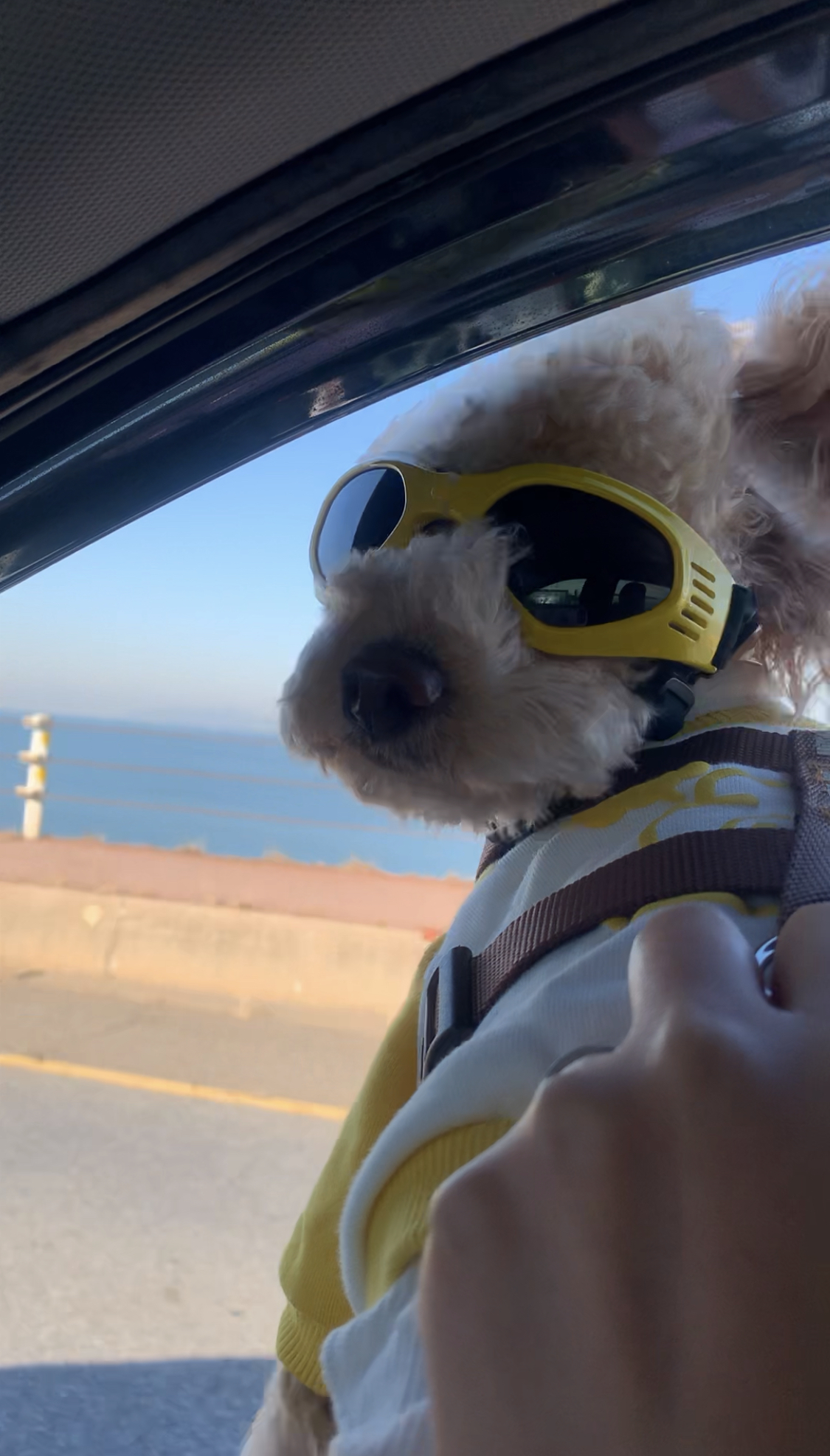 똥꼬발랄 초이네(곤지암 해삼) 소식 입니다~^^