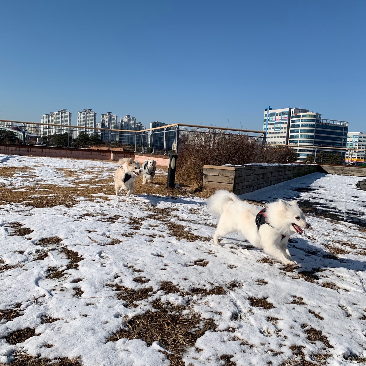 휘핑과 23일째 연애중~