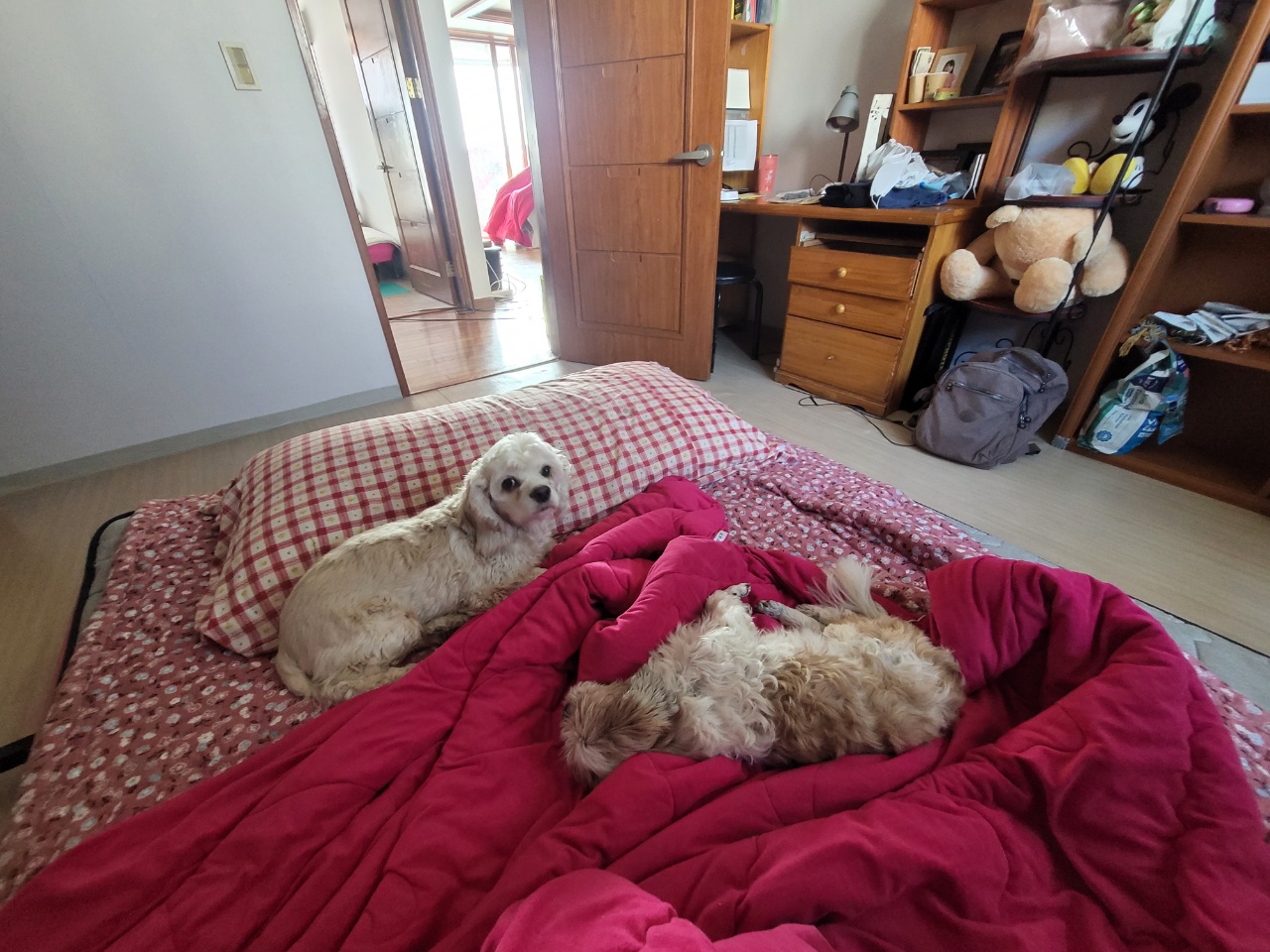 오리 입양 2주차