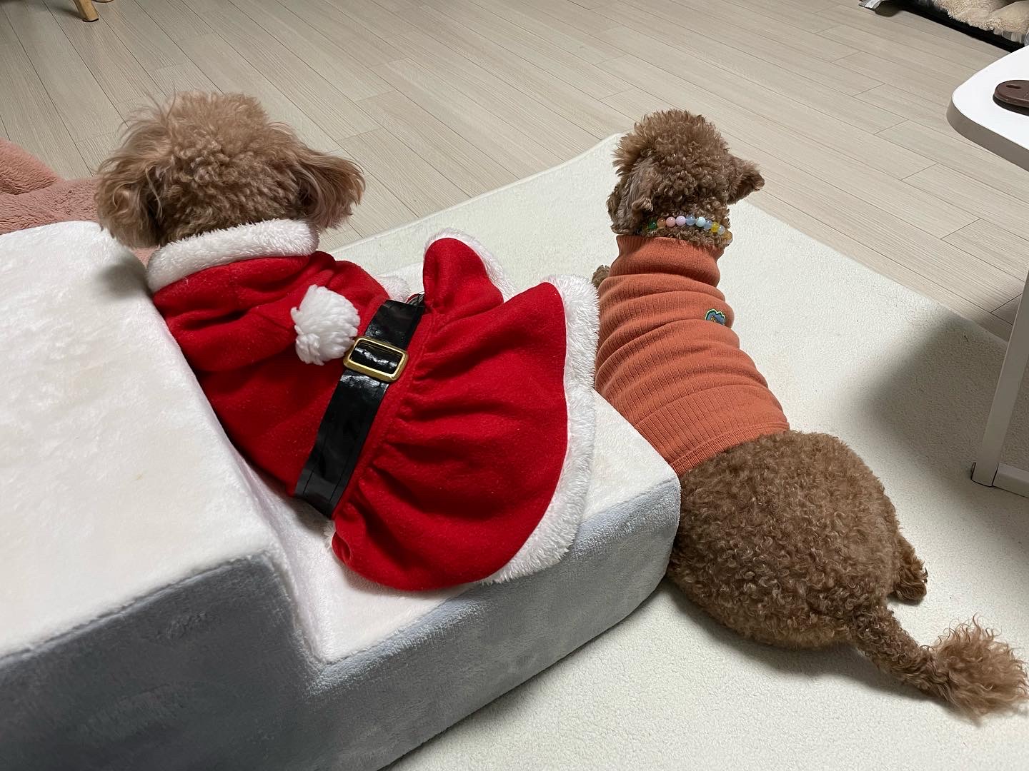 치치의 9개월차 근황 알려요! 