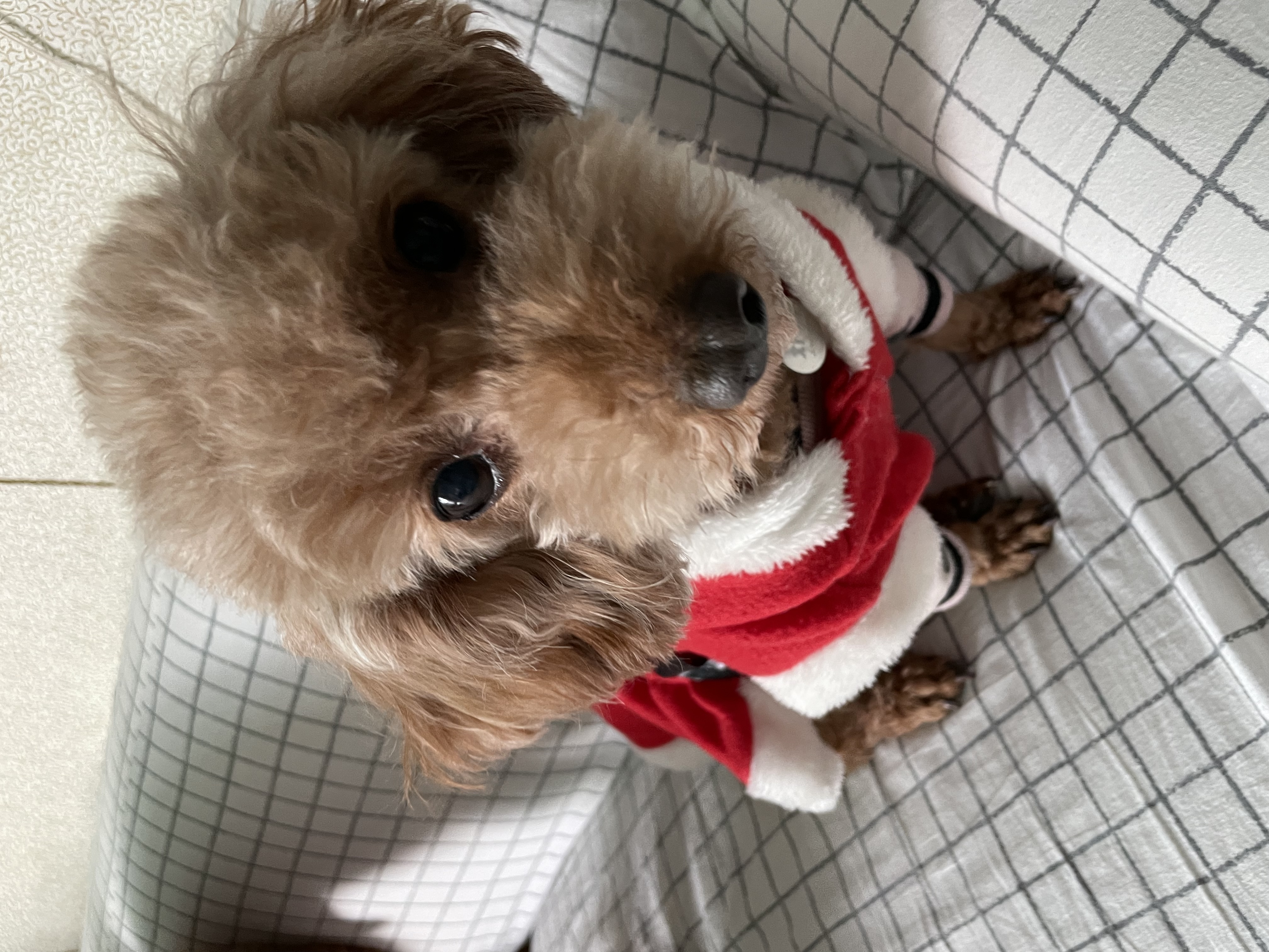 치치의 9개월차 근황 알려요! 