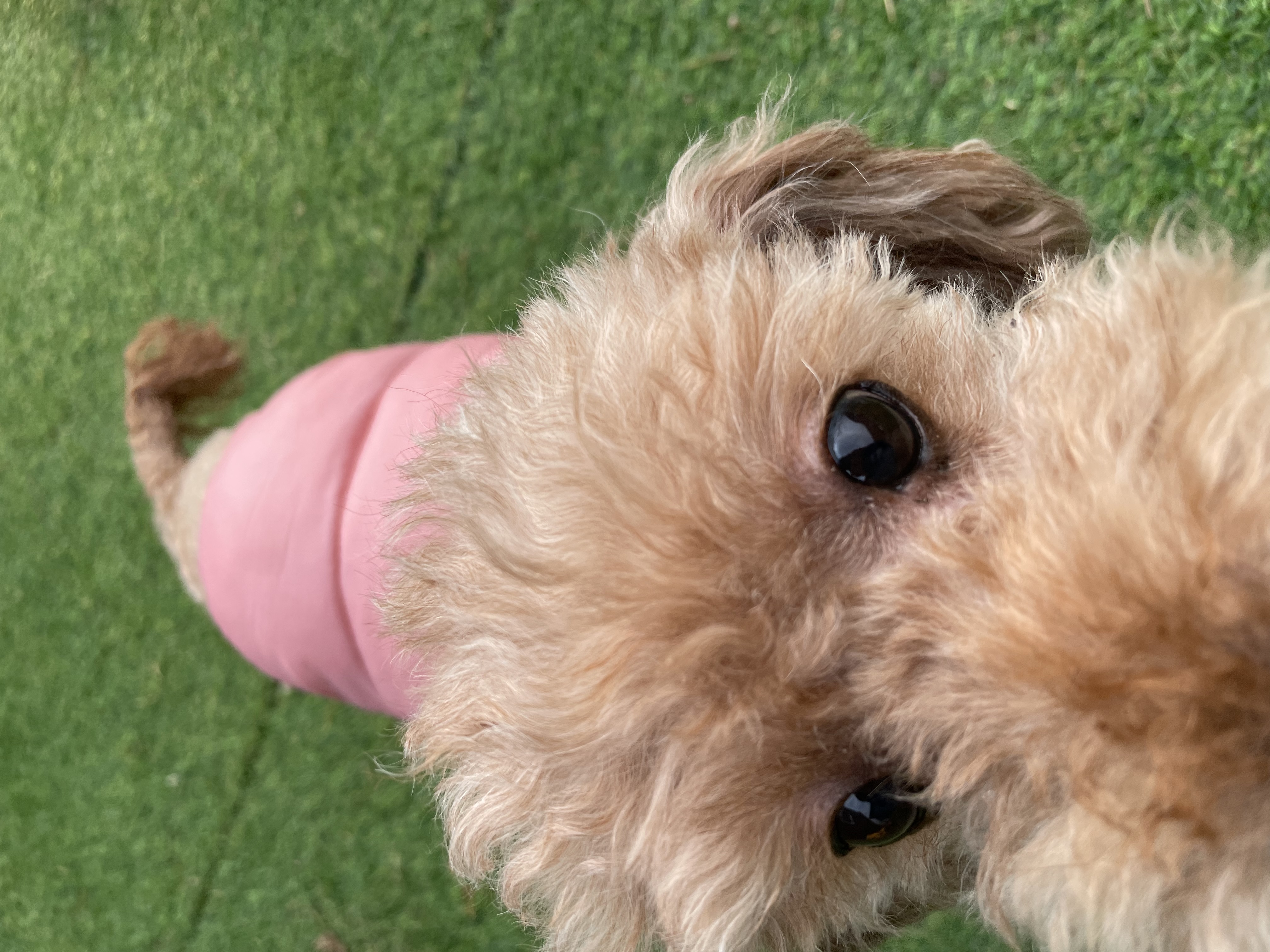 치치의 9개월차 근황 알려요! 