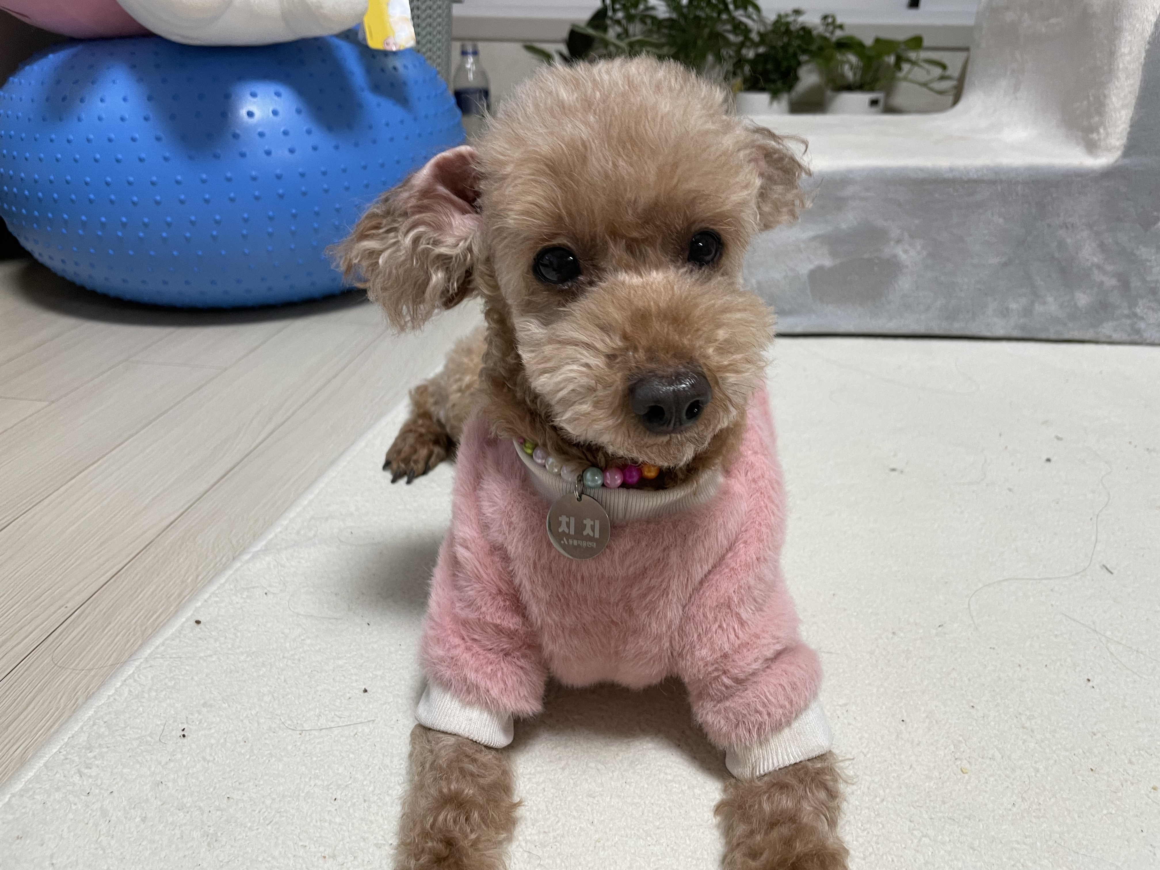 치치의 9개월차 근황 알려요! 