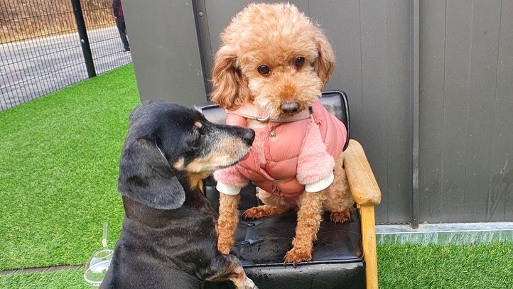 치치의 9개월차 근황 알려요! 