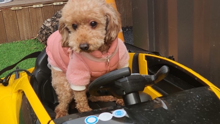 치치의 9개월차 근황 알려요! 