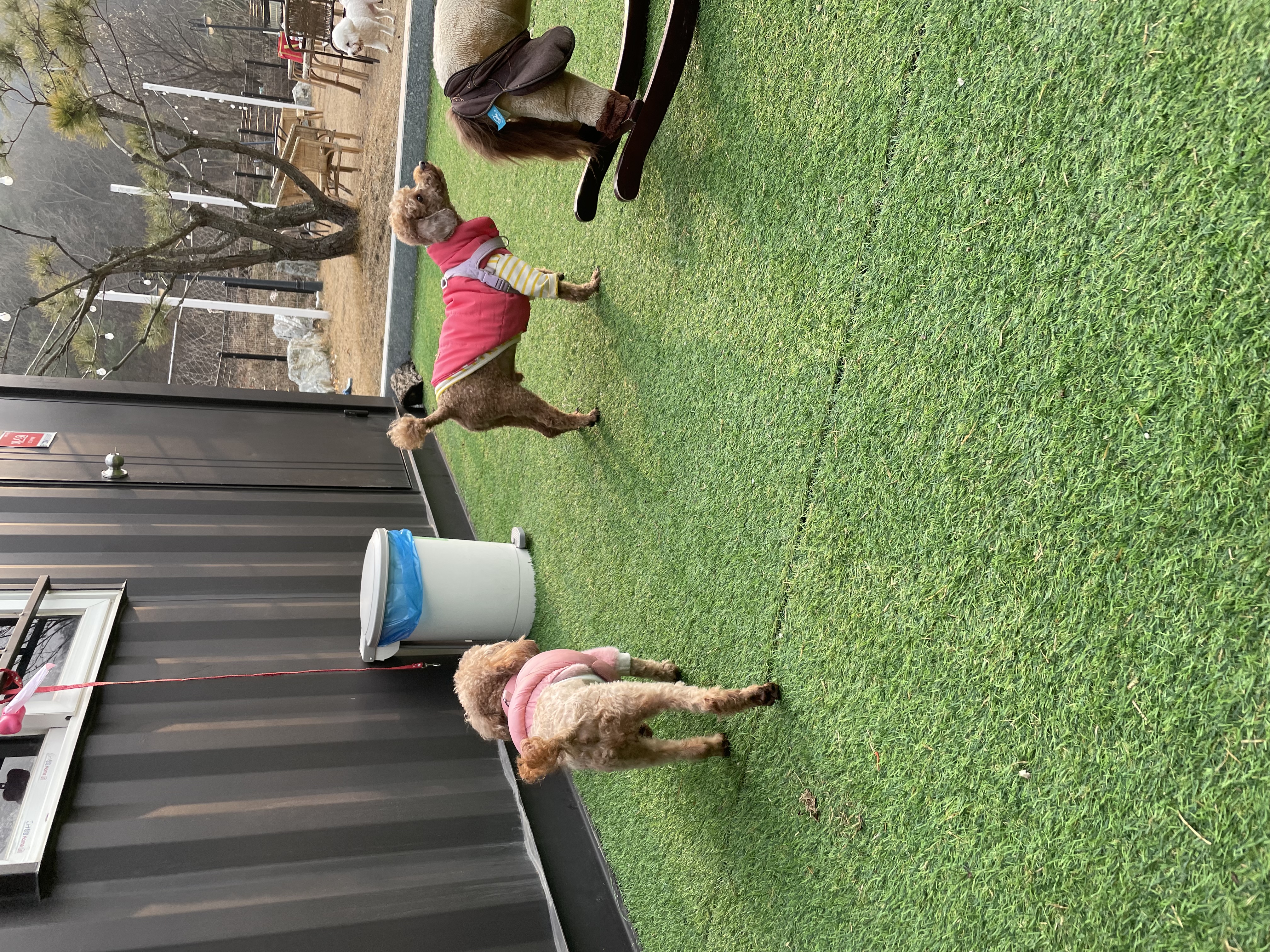 치치의 9개월차 근황 알려요! 