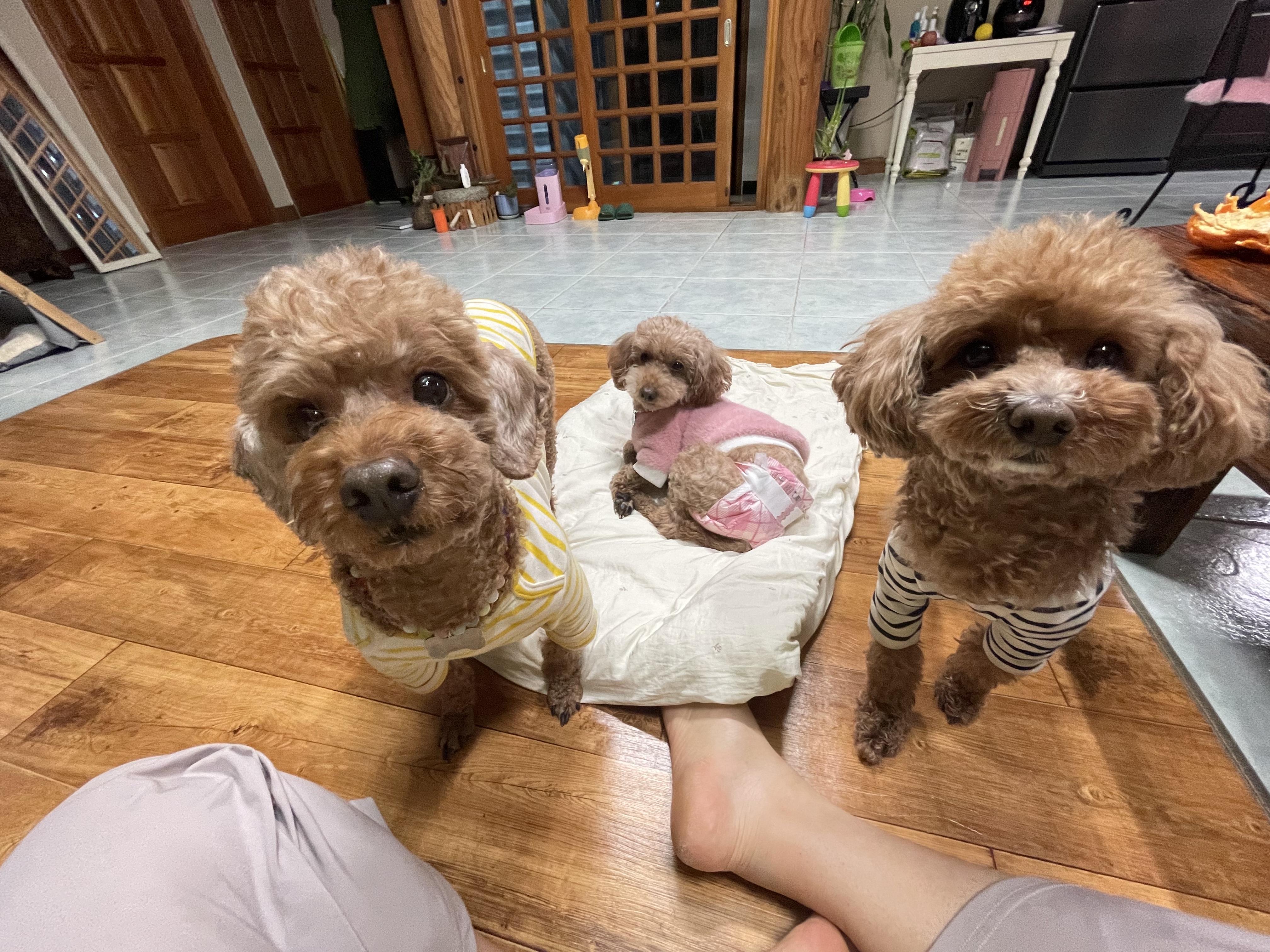 치치의 9개월차 근황 알려요! 