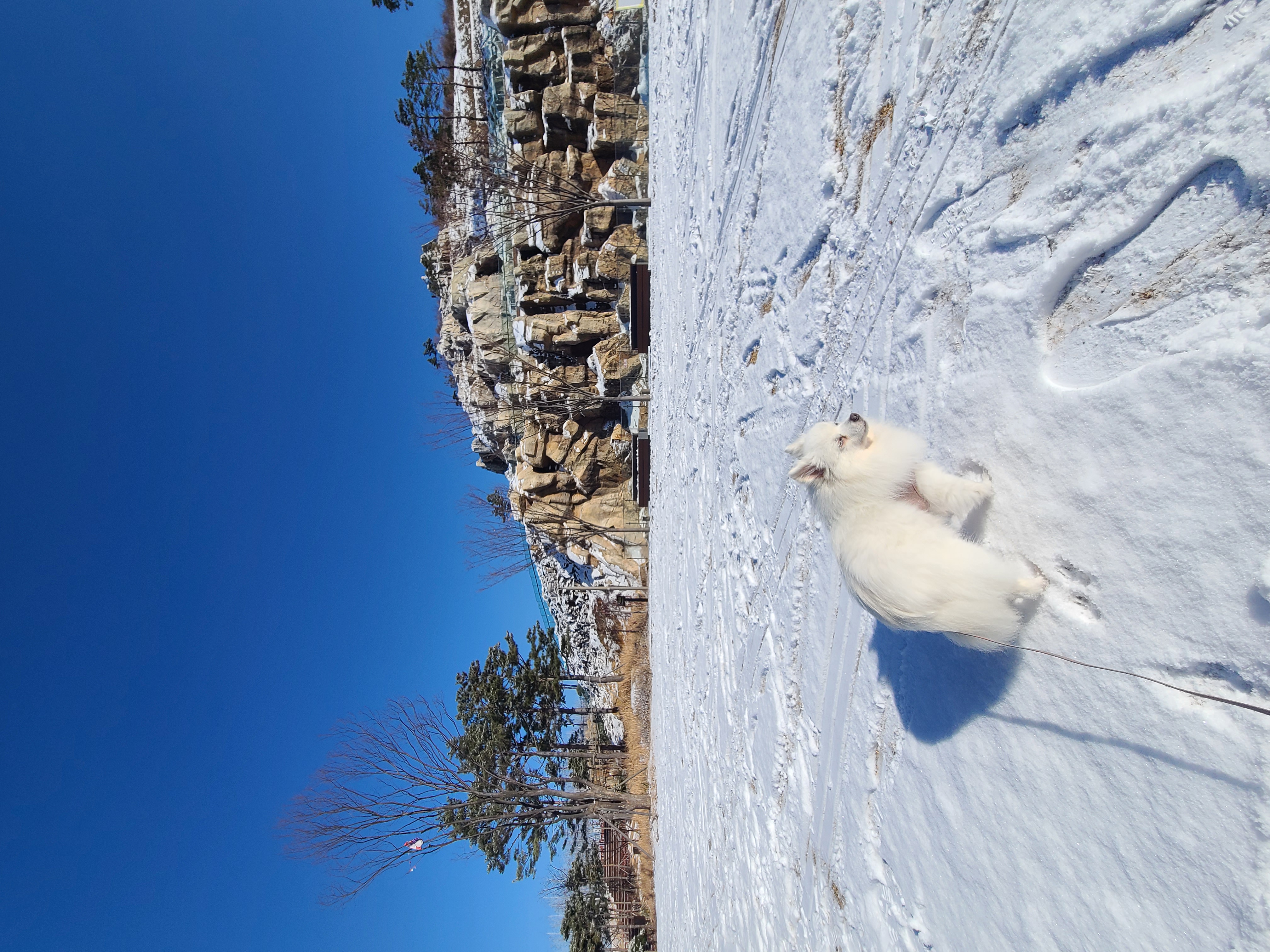 단비(곤지암 포동이) 집에 온 지 2주 됐어요~