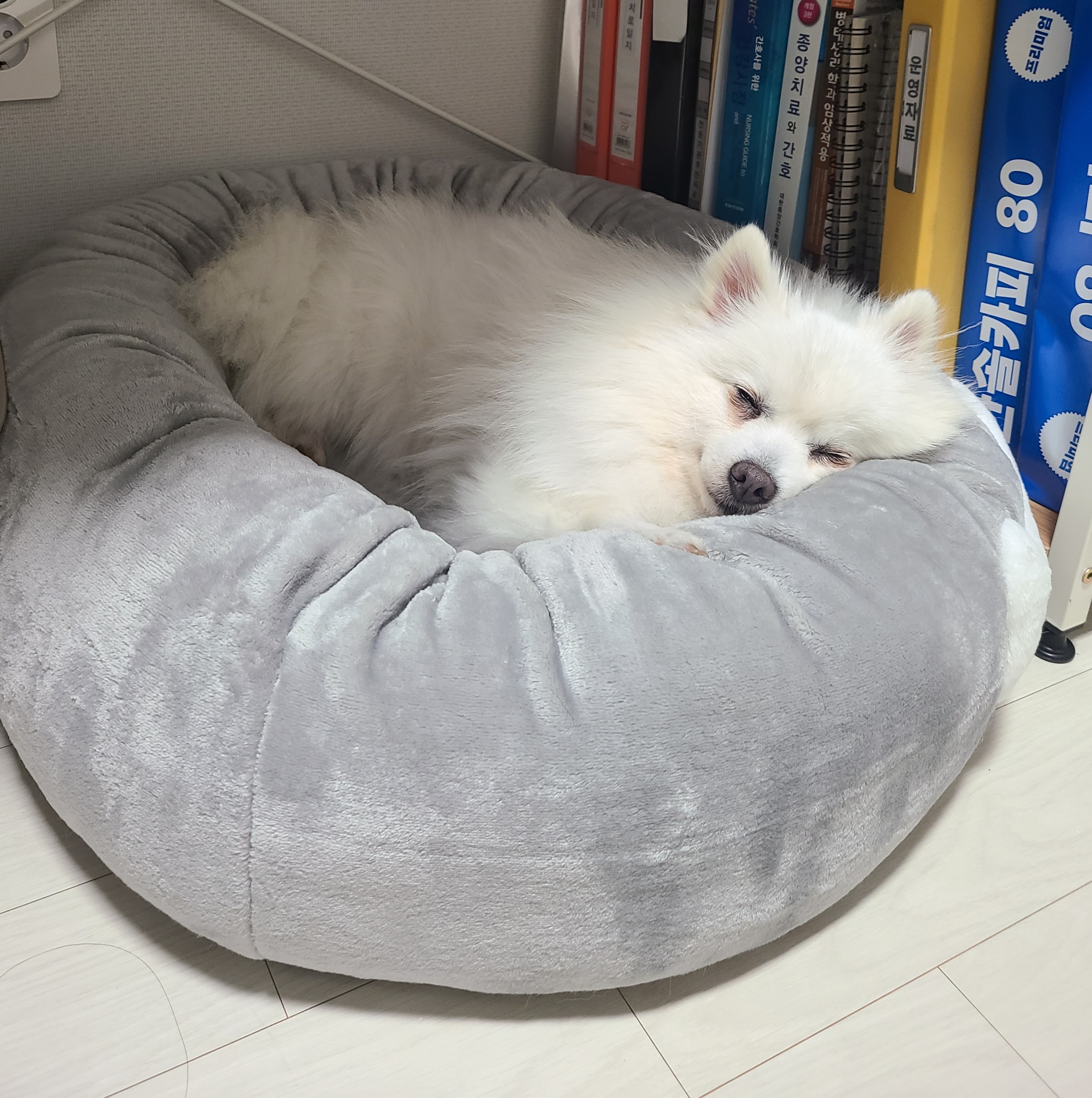 단비(곤지암 포동이) 집에 온 지 2주 됐어요~