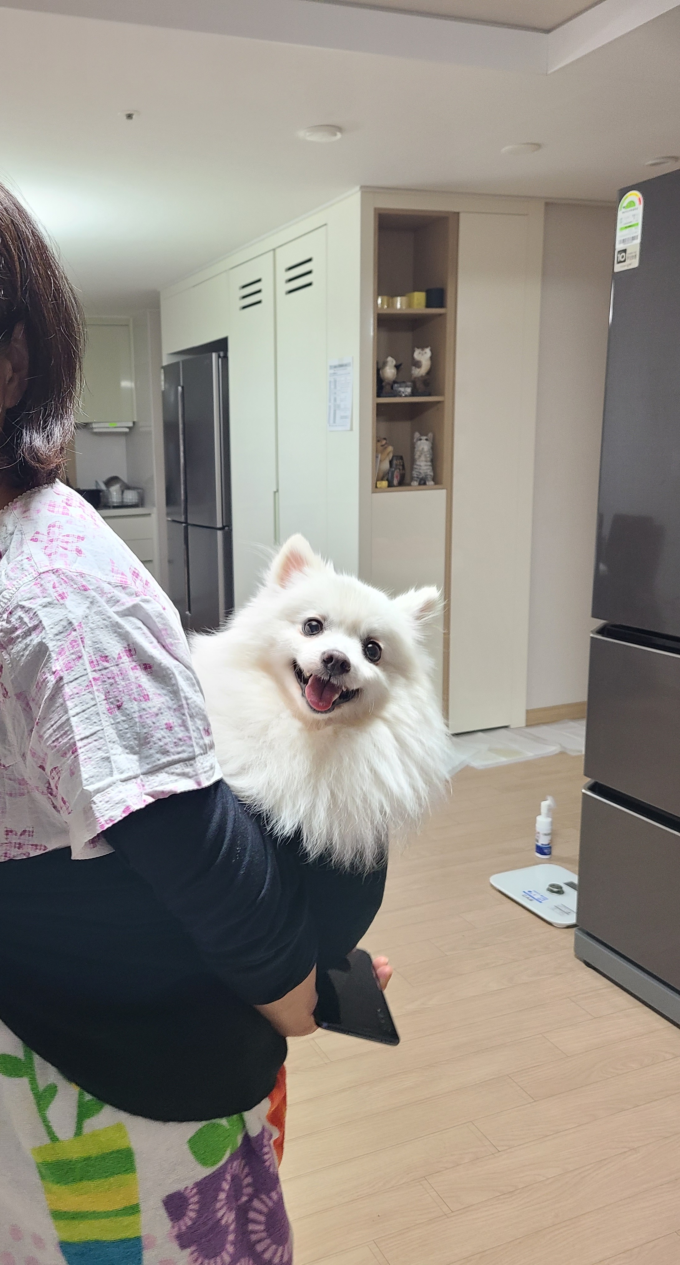 단비(곤지암 포동이) 집에 온 지 2주 됐어요~