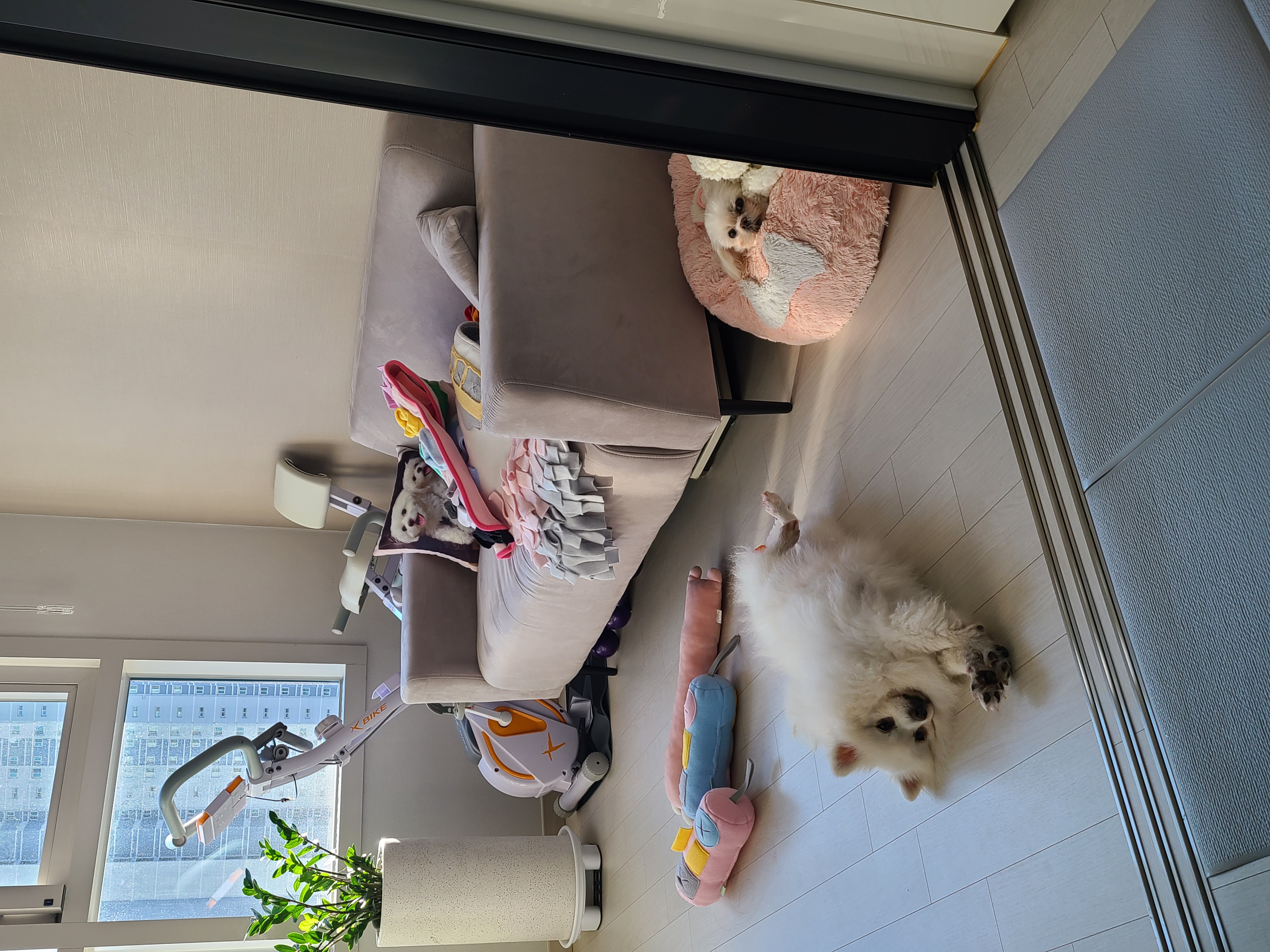 단비(곤지암 포동이) 집에 온 지 2주 됐어요~