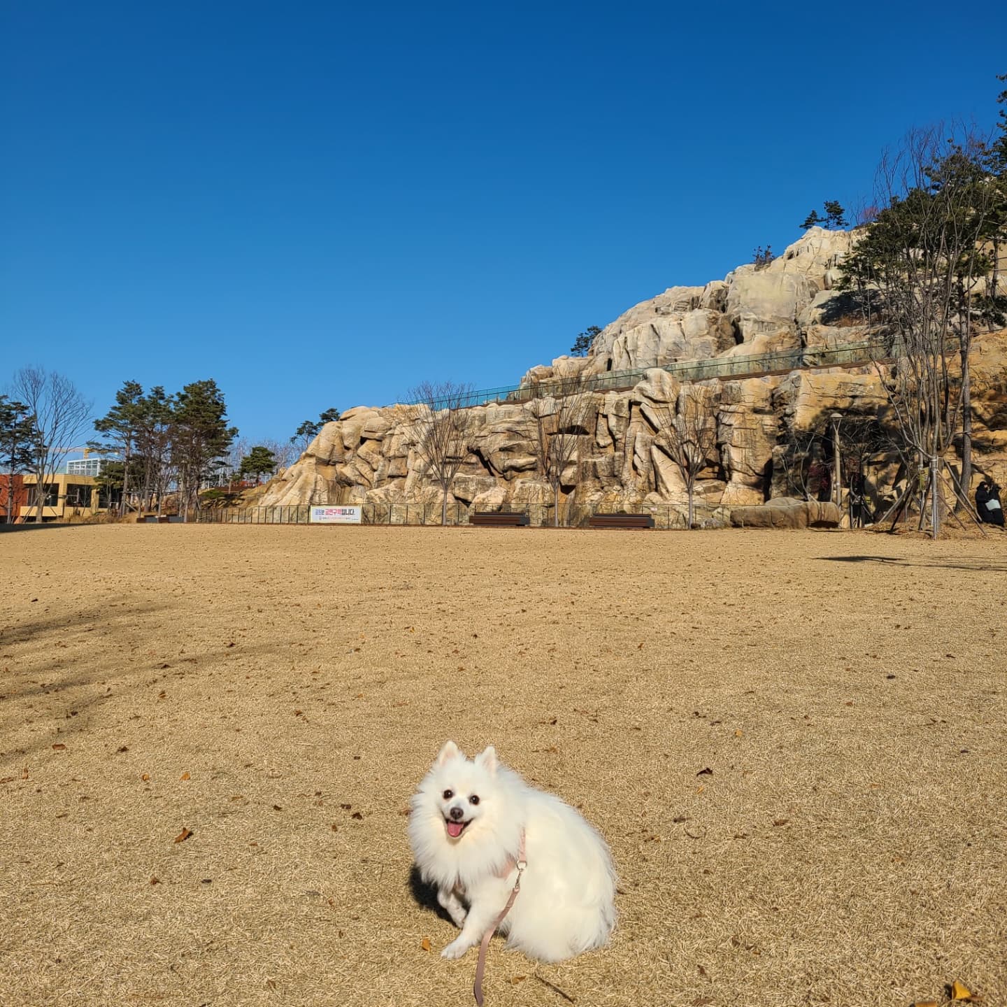 단비(곤지암 포동이) 집에 온 지 2주 됐어요~