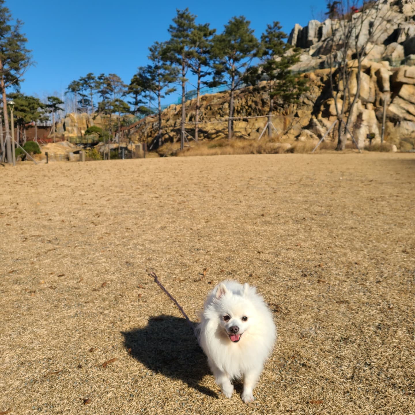 단비(곤지암 포동이) 집에 온 지 2주 됐어요~