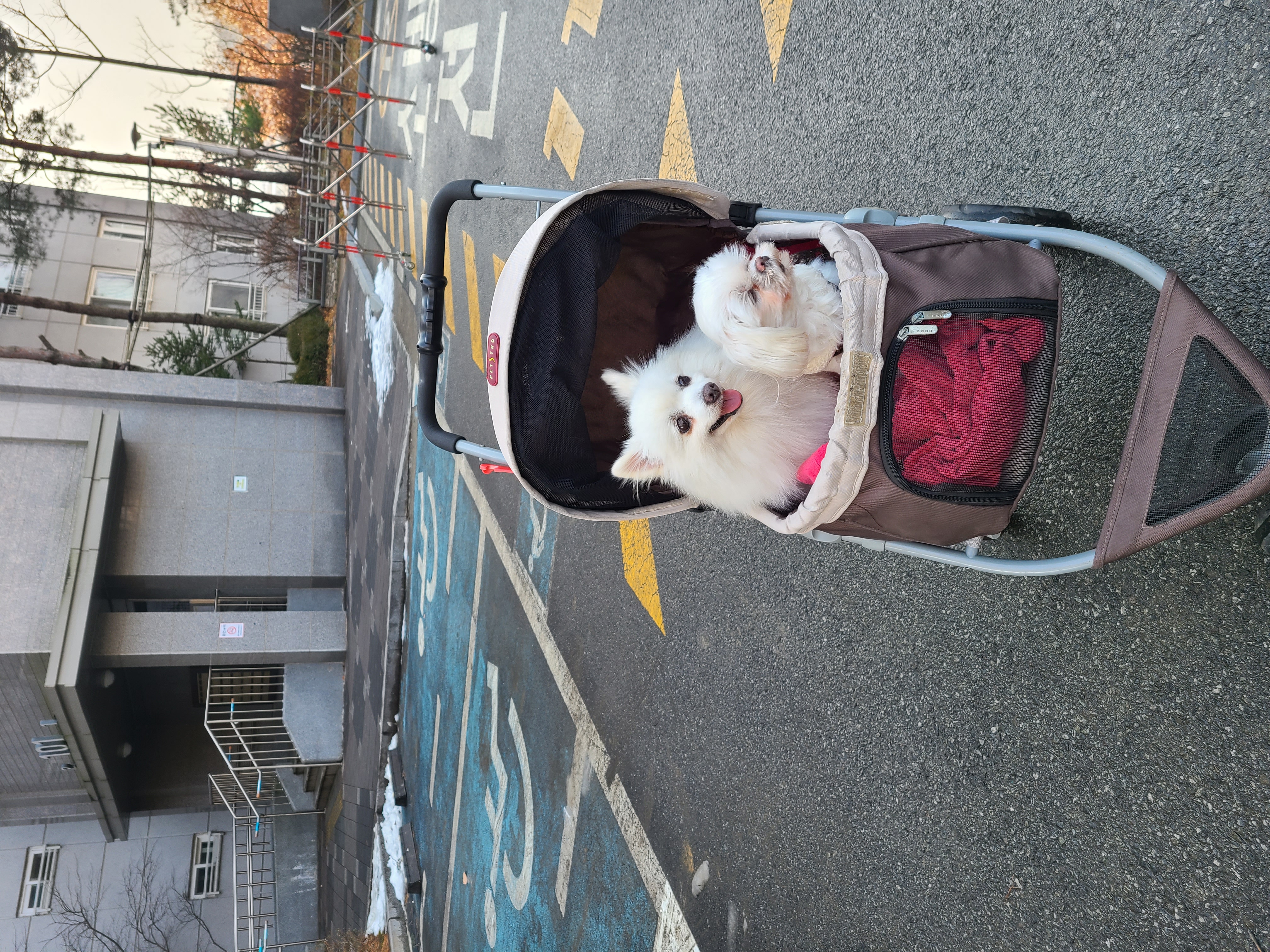 단비(곤지암 포동이) 집에 온 지 2주 됐어요~