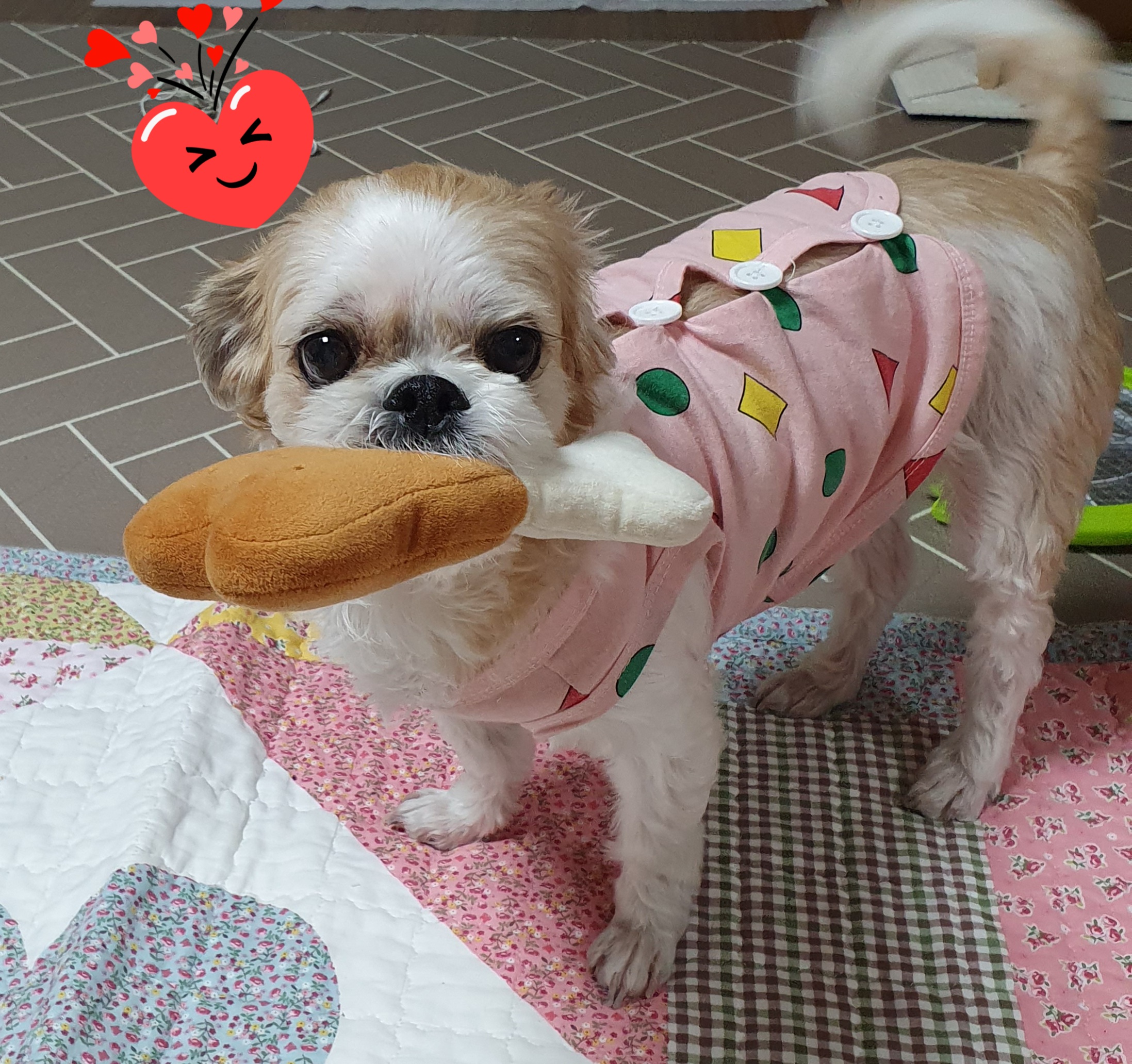 나이를 거꾸로 먹는 조아