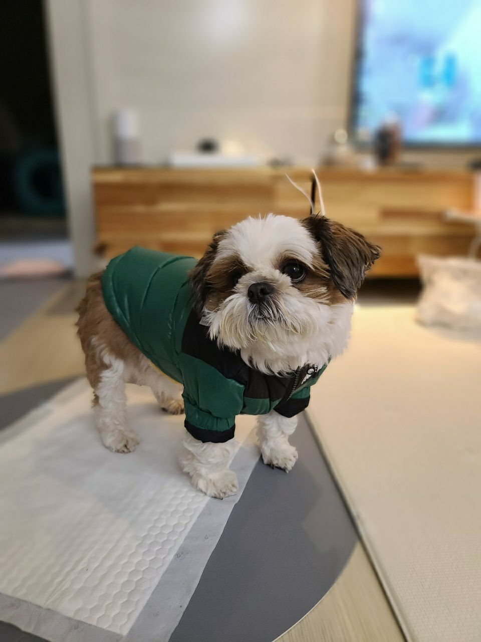 샘이(찌개)랑,복민(김치)이...(12월25일)생일축하해주떼요♡