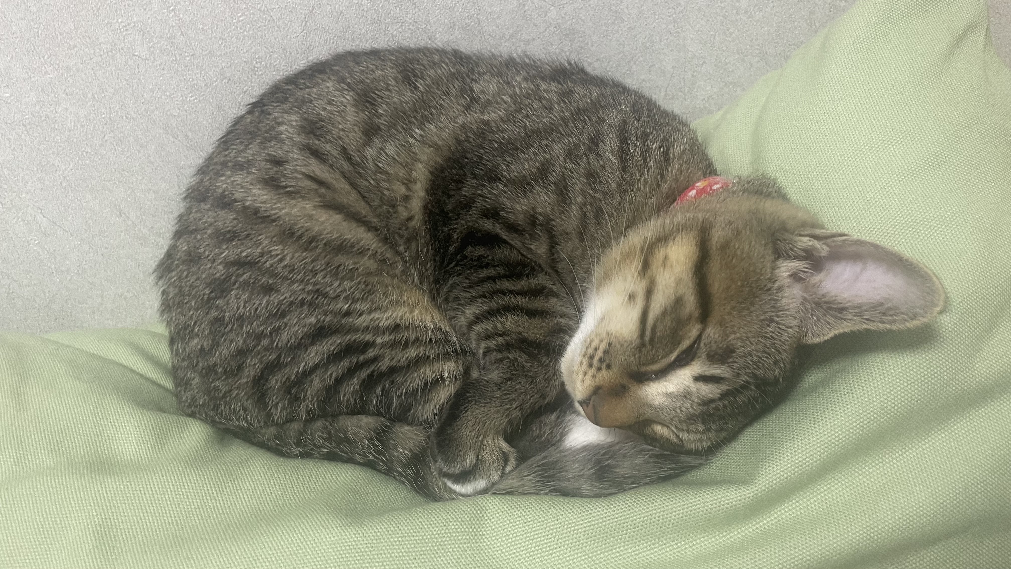 우리집 막둥이 정석이