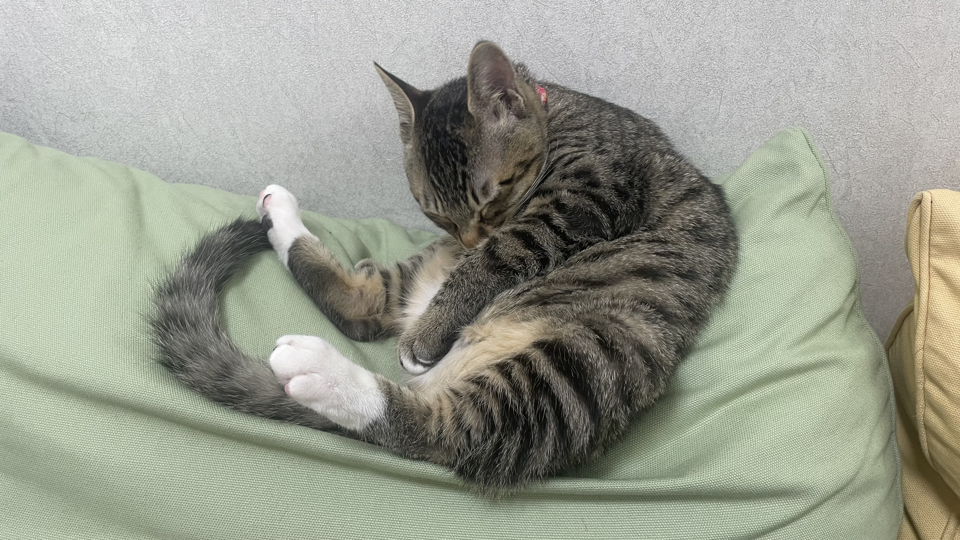 우리집 막둥이 정석이