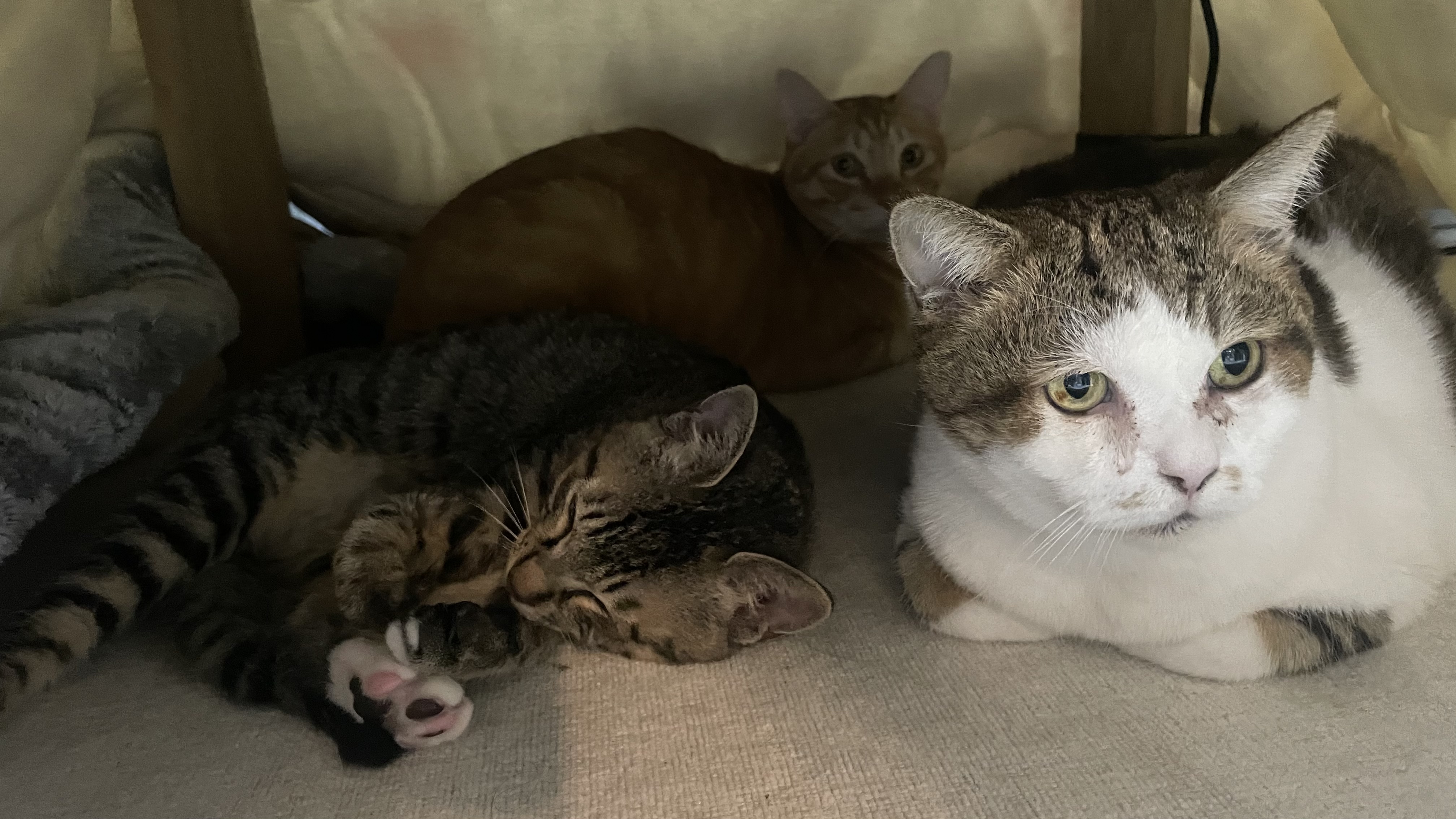 우리집 막둥이 정석이