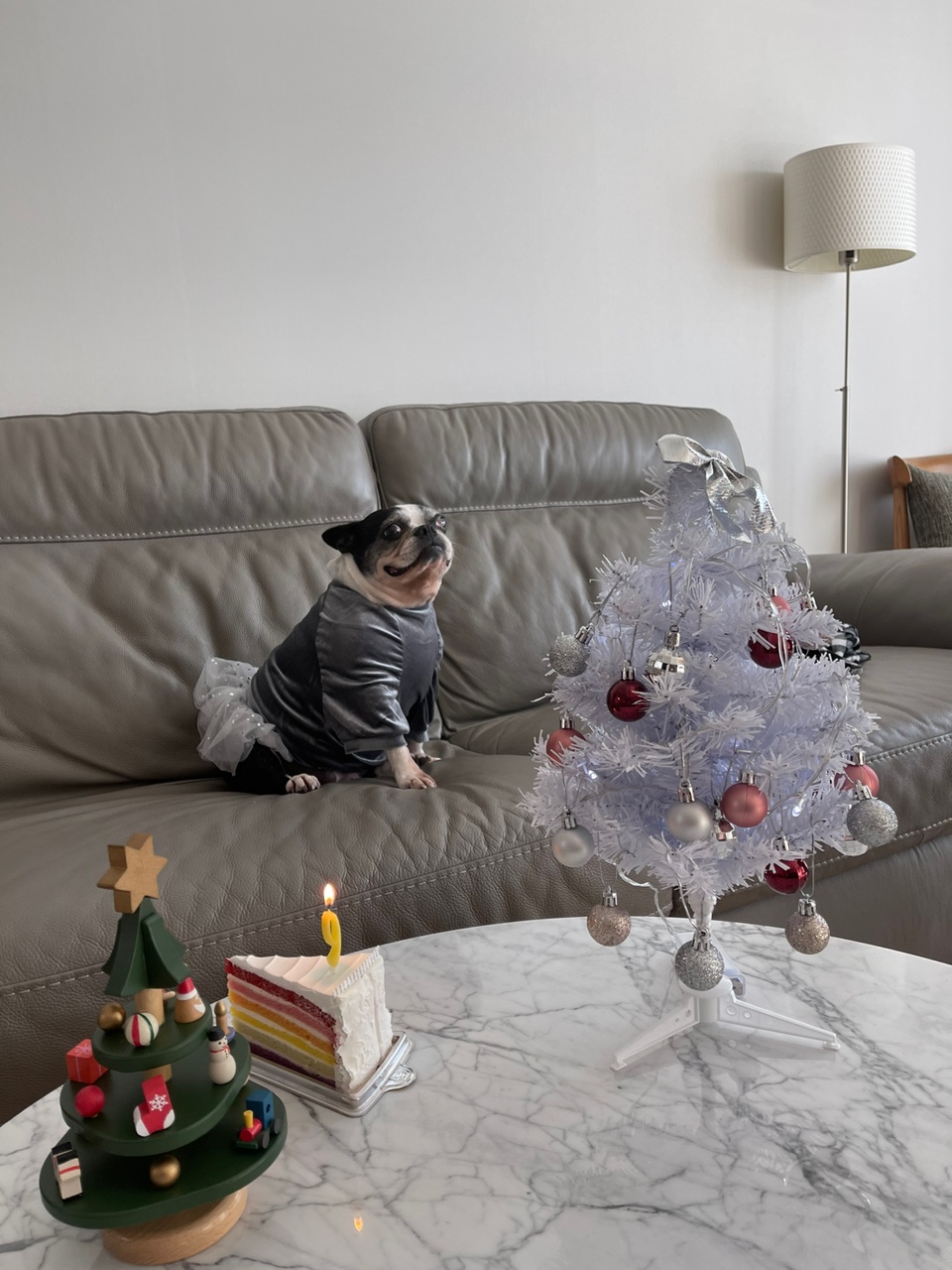 보테/봄이는 잘 지내고 있어요!!!