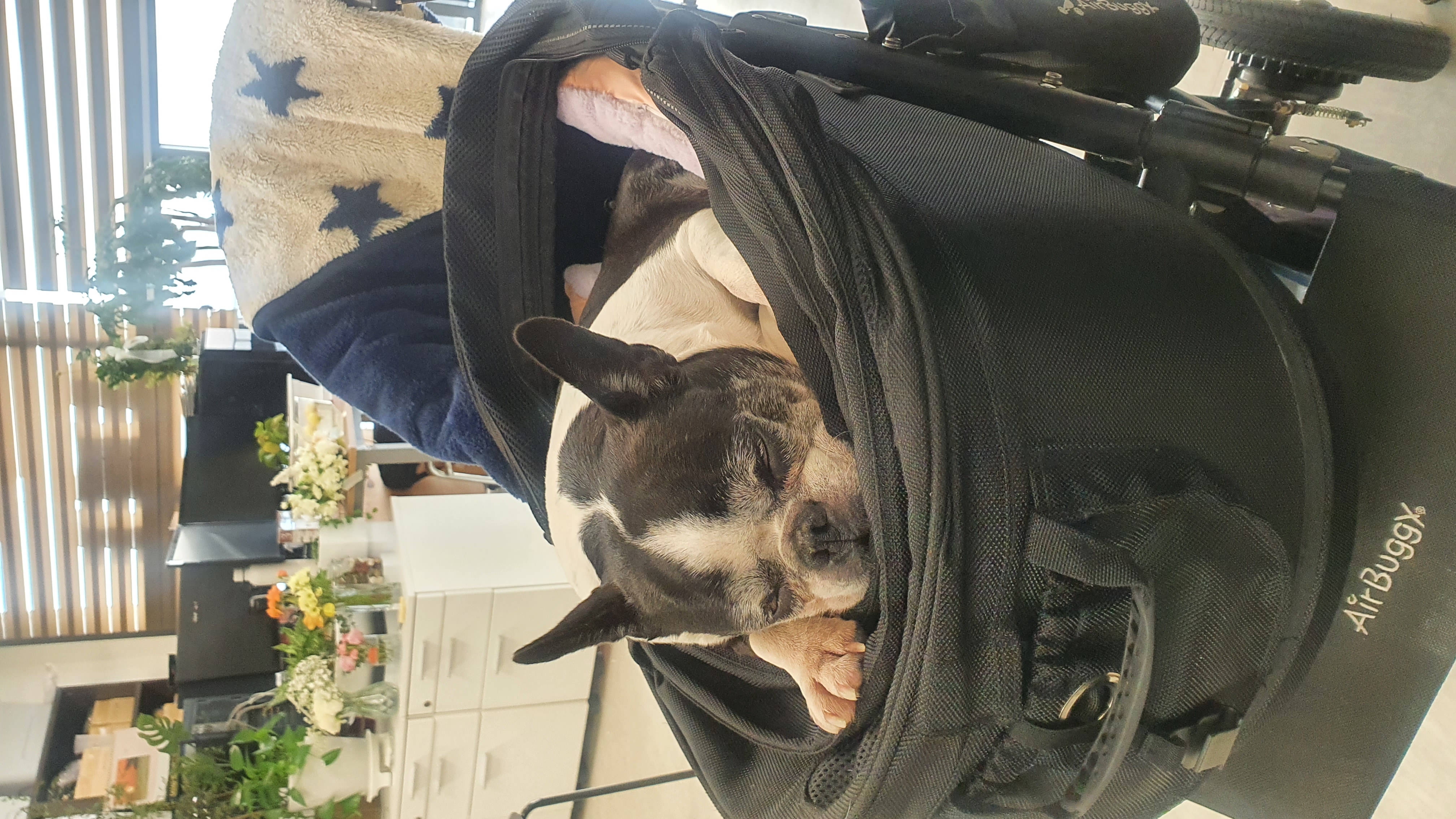 보테/봄이는 잘 지내고 있어요!!!