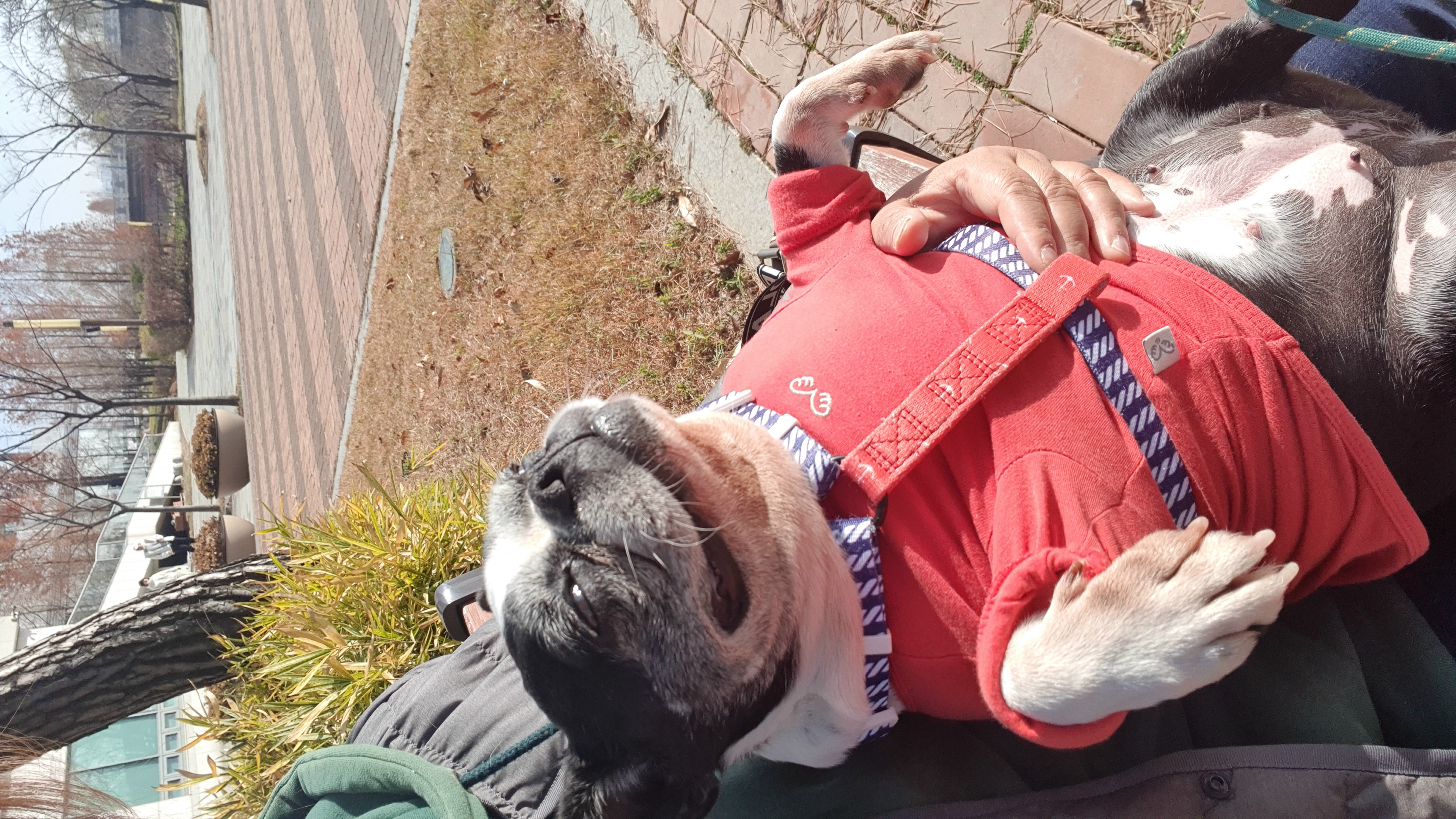 보테/봄이는 잘 지내고 있어요!!!