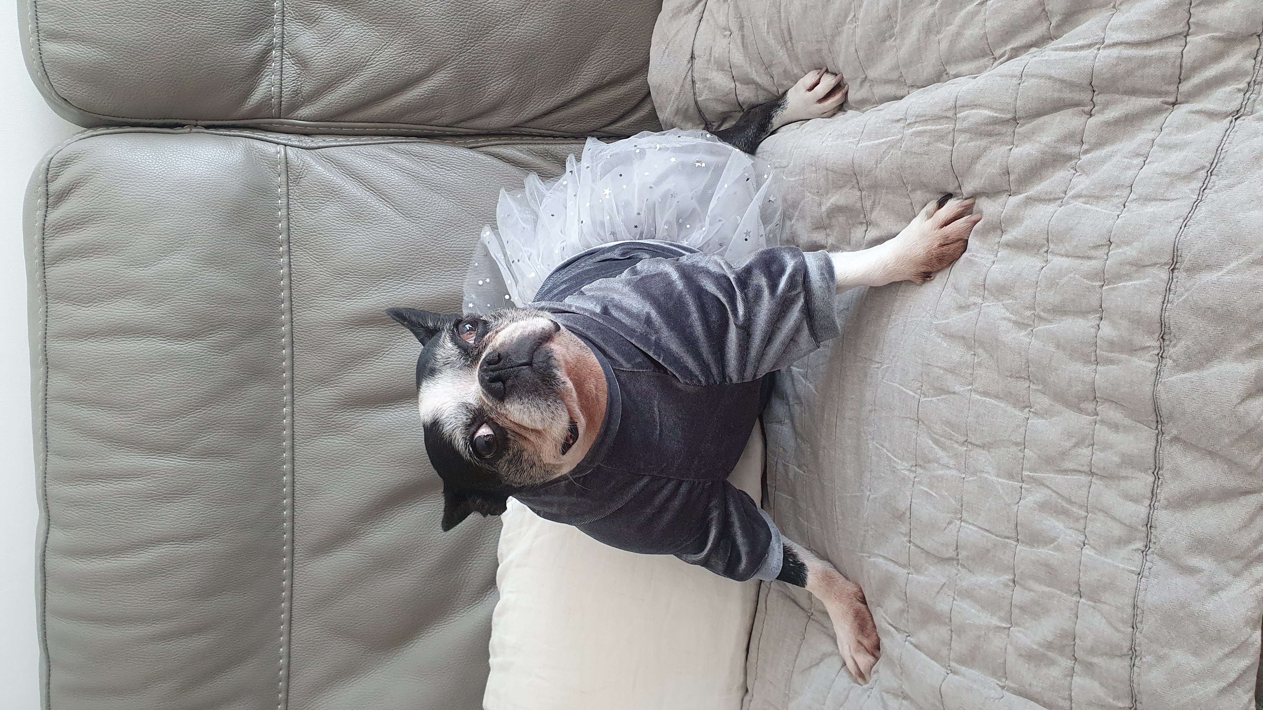 보테/봄이는 잘 지내고 있어요!!!