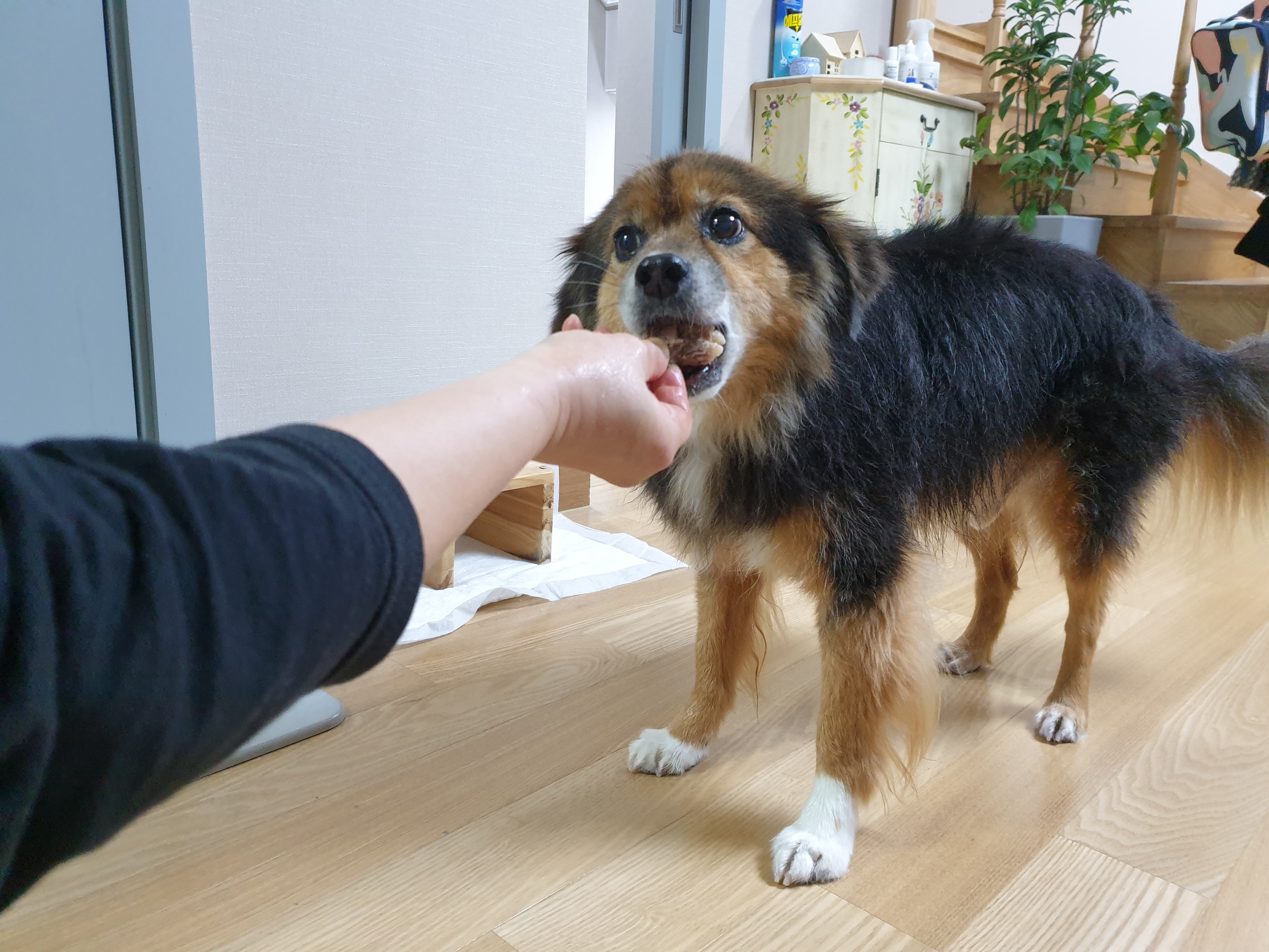 정왕이 인사드려요♥