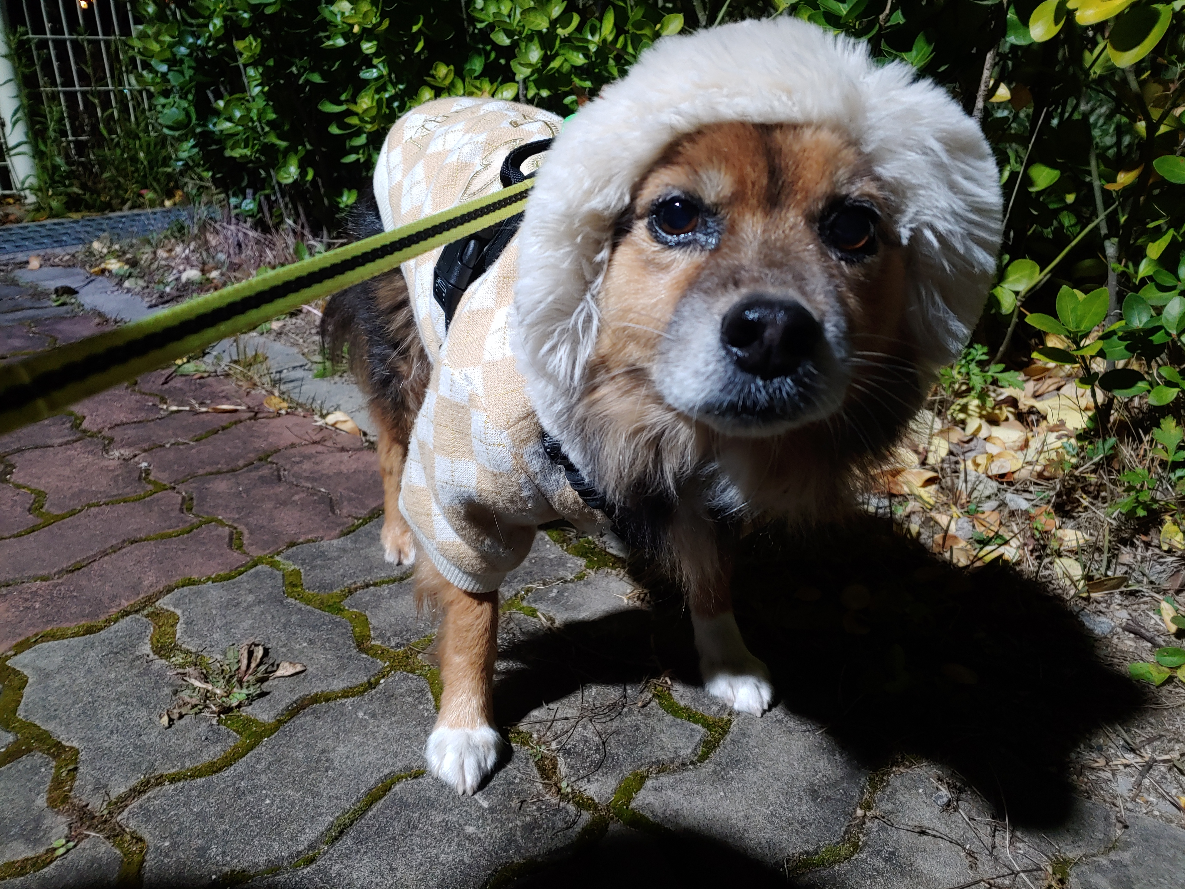 정왕이 인사드려요♥