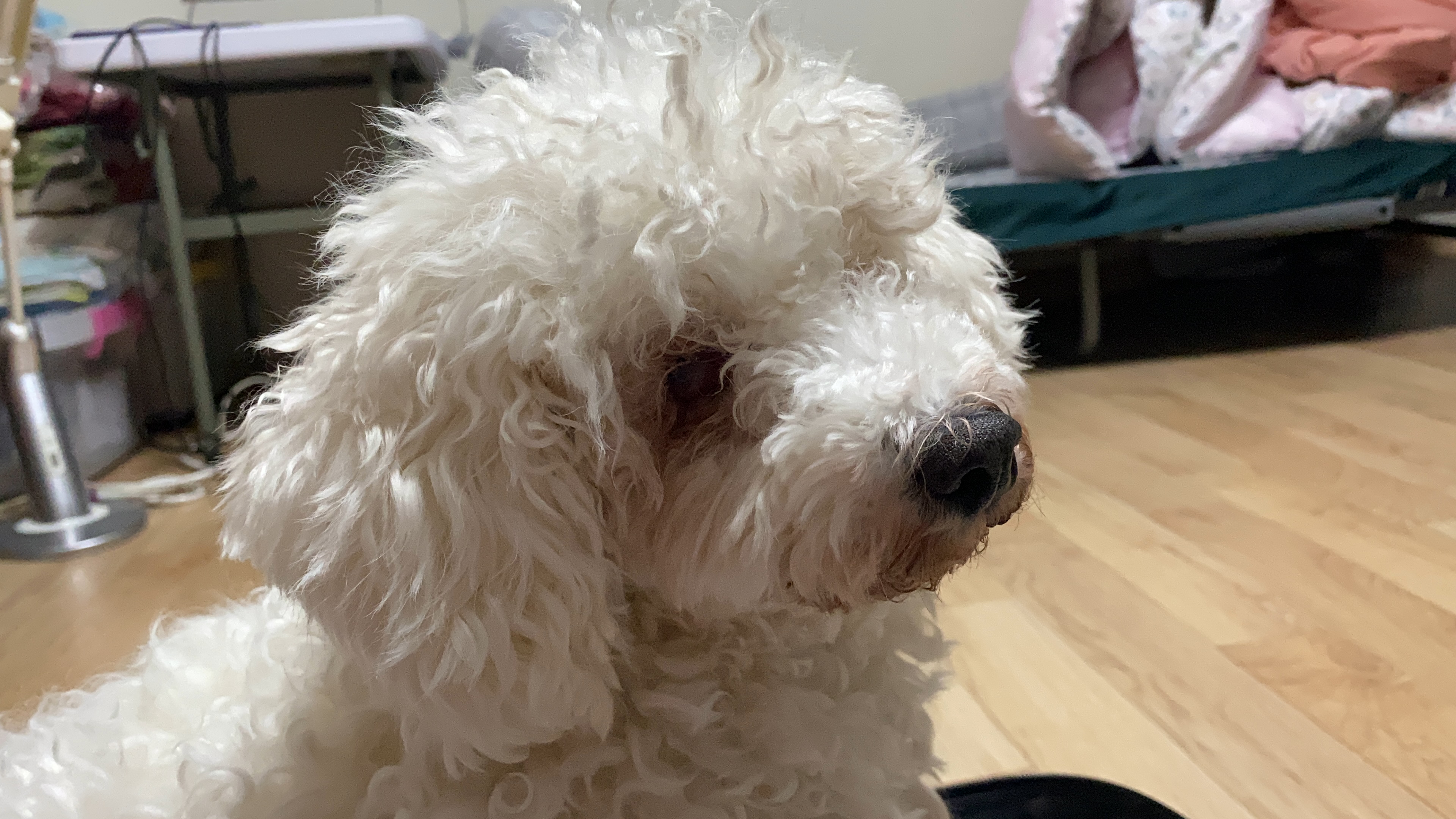 윤랑(쟈스민) 이삿날