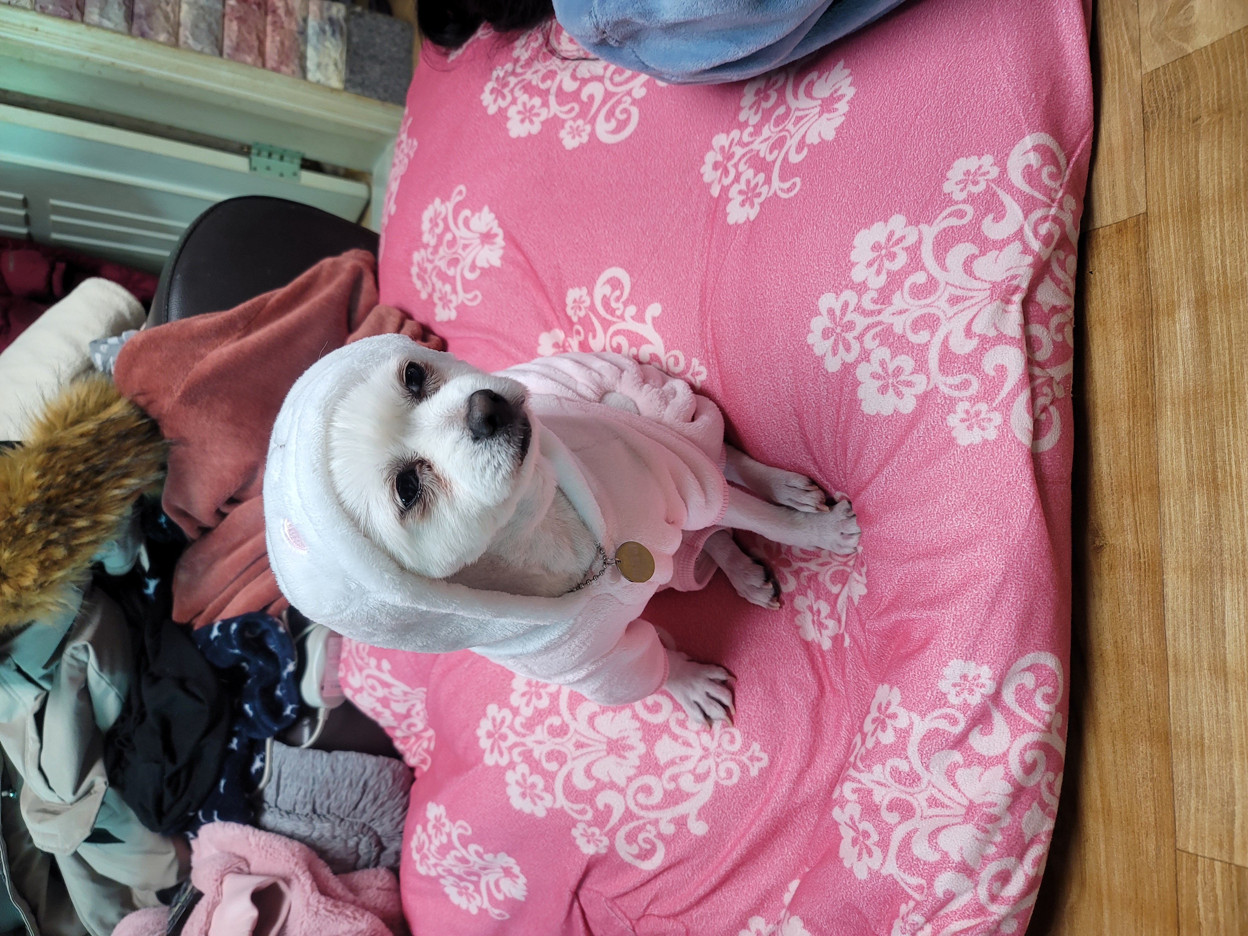 곤지암 마음이 입양3개월후기~