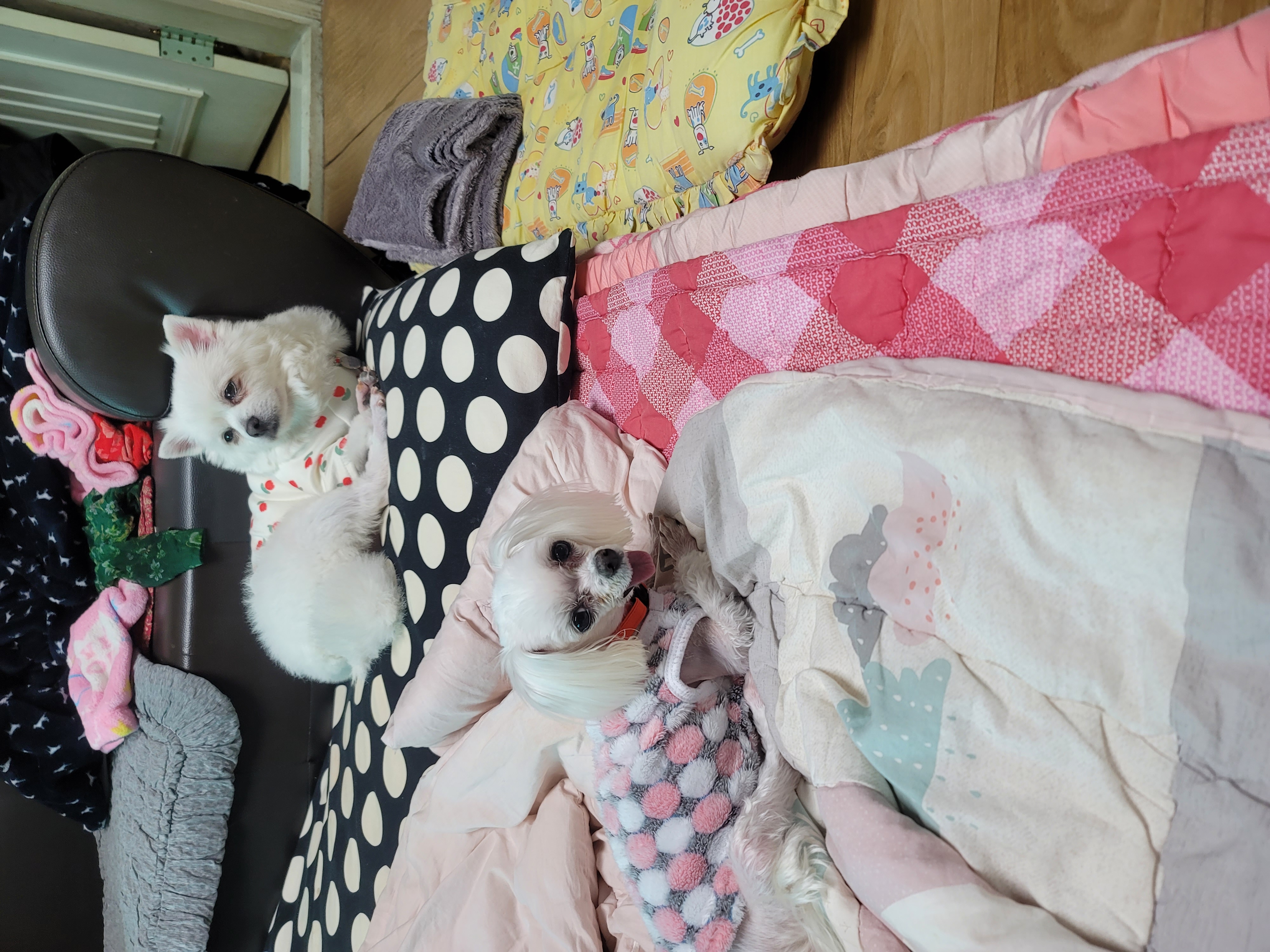 곤지암 마음이 입양3개월후기~