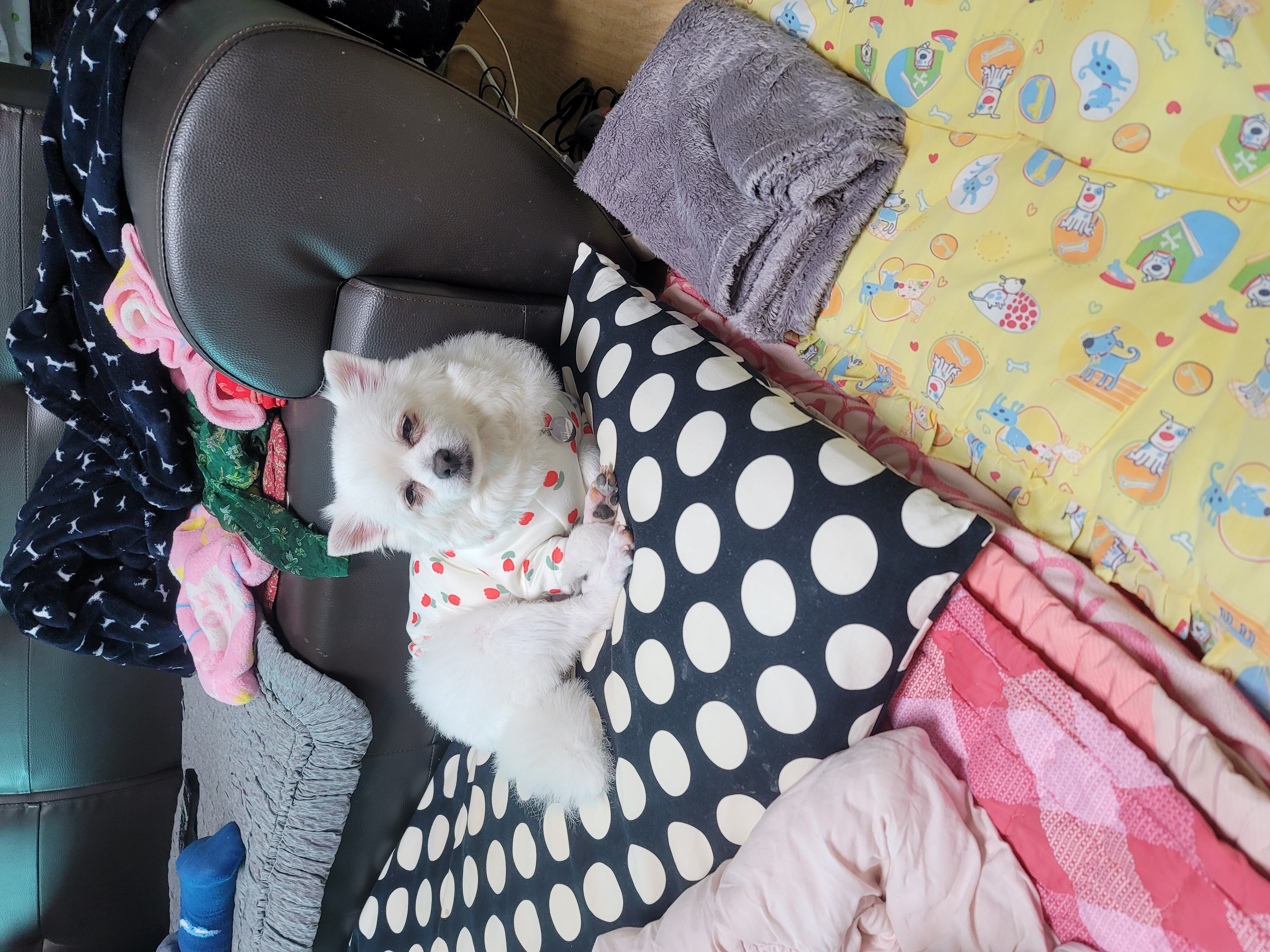 곤지암 마음이 입양3개월후기~