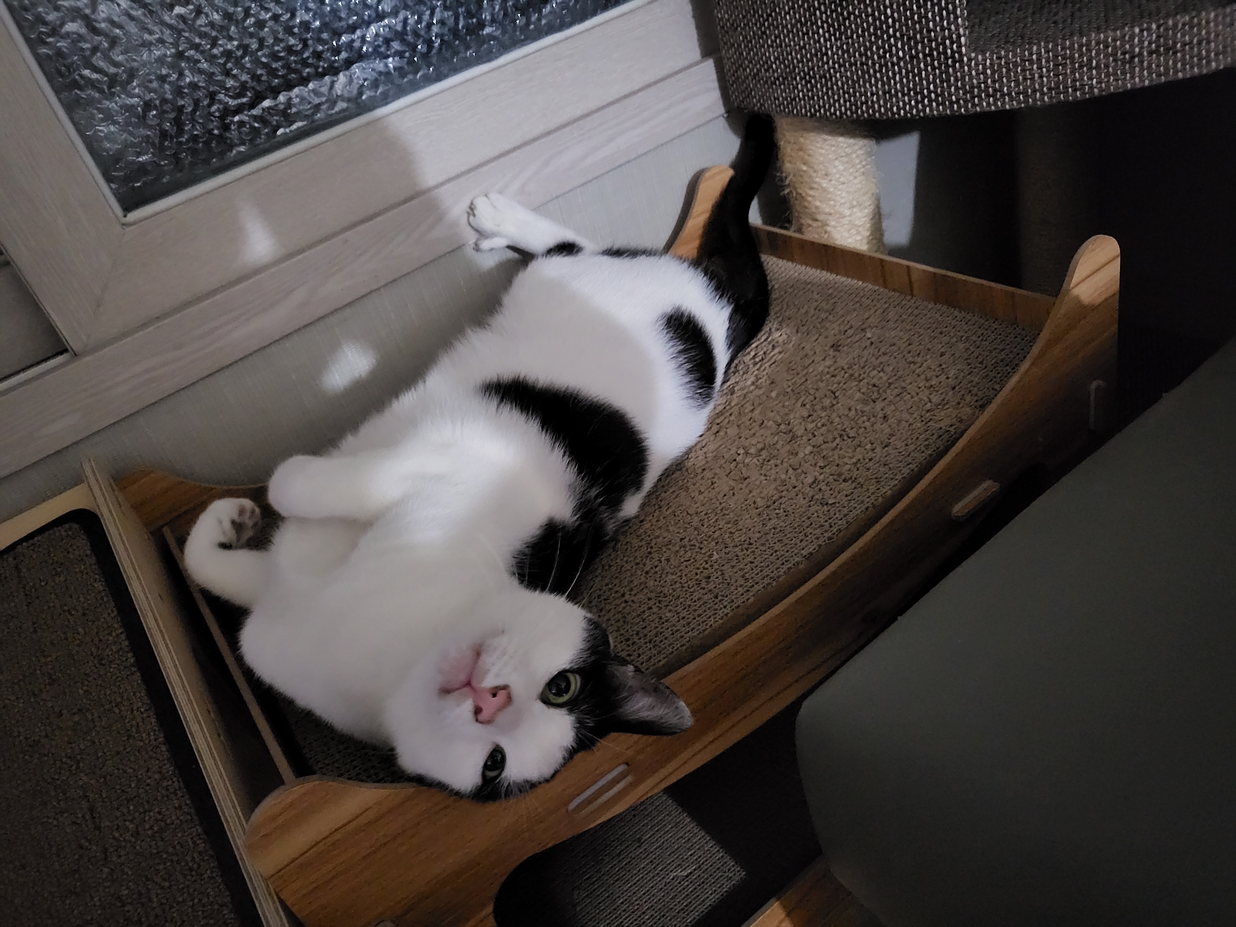 새싹이 12월 일상이예요♡