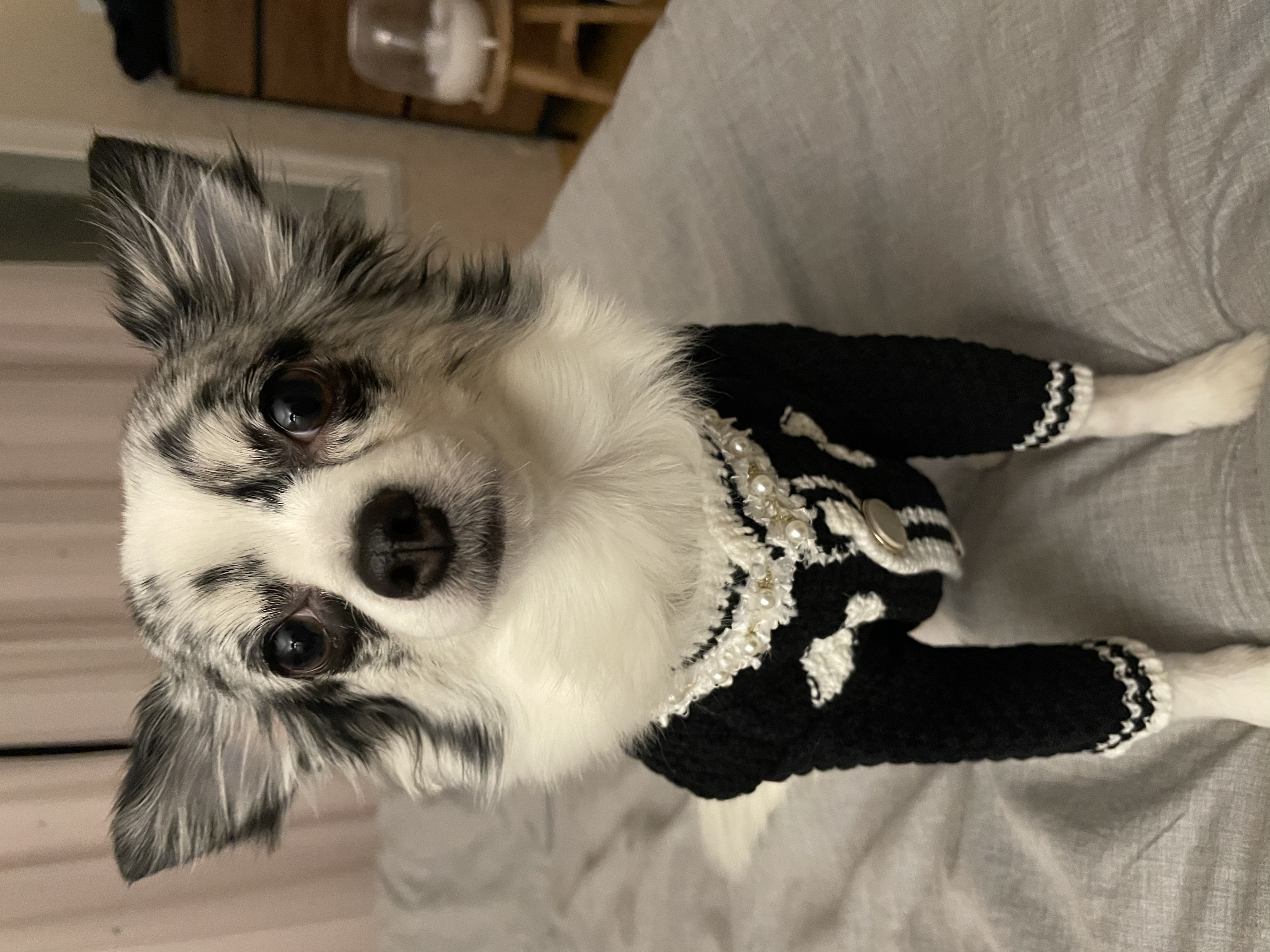 오랜만에 인사드려용 모찌입니당!(평택치와와 테테,모지아가)