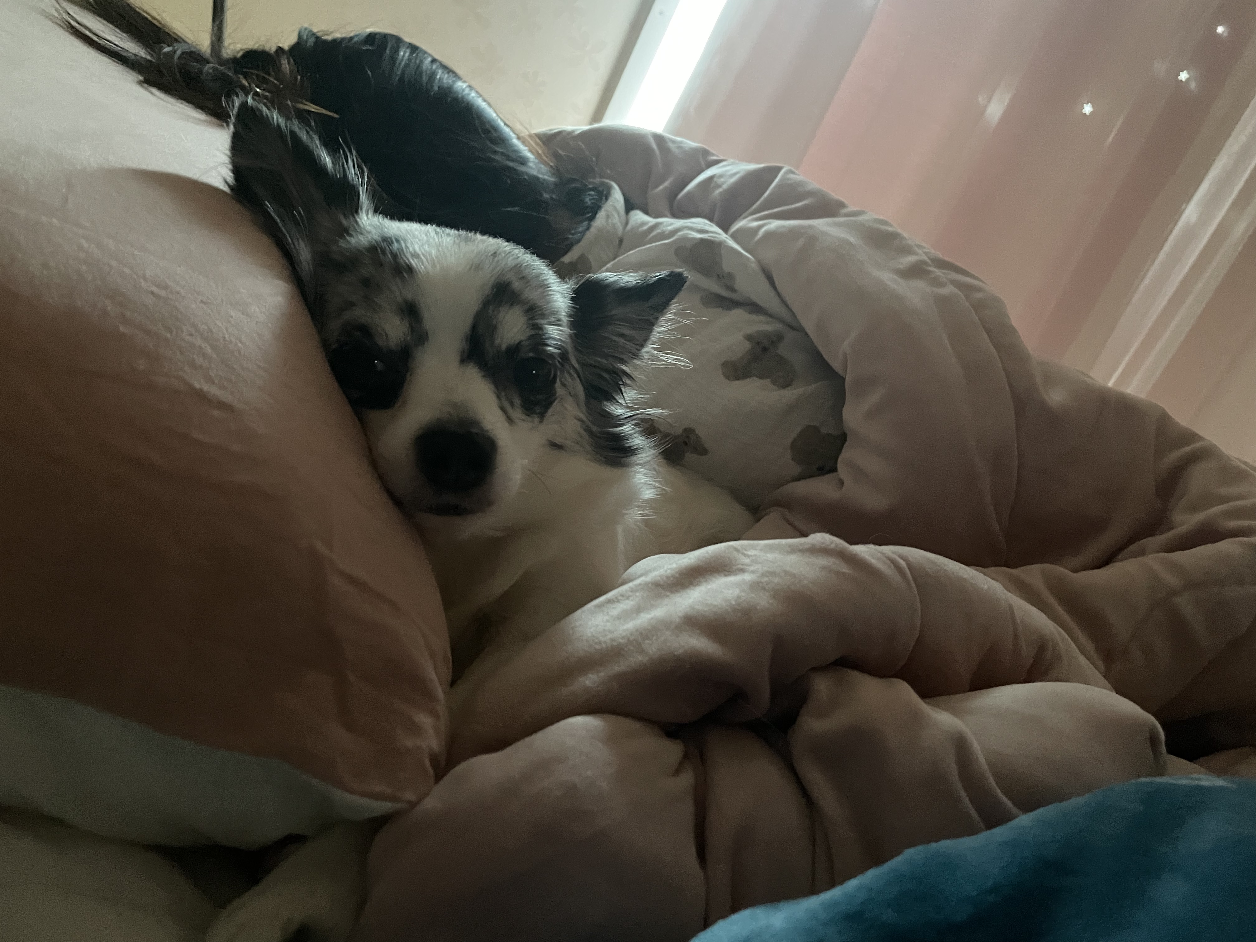 오랜만에 인사드려용 모찌입니당!(평택치와와 테테,모지아가)