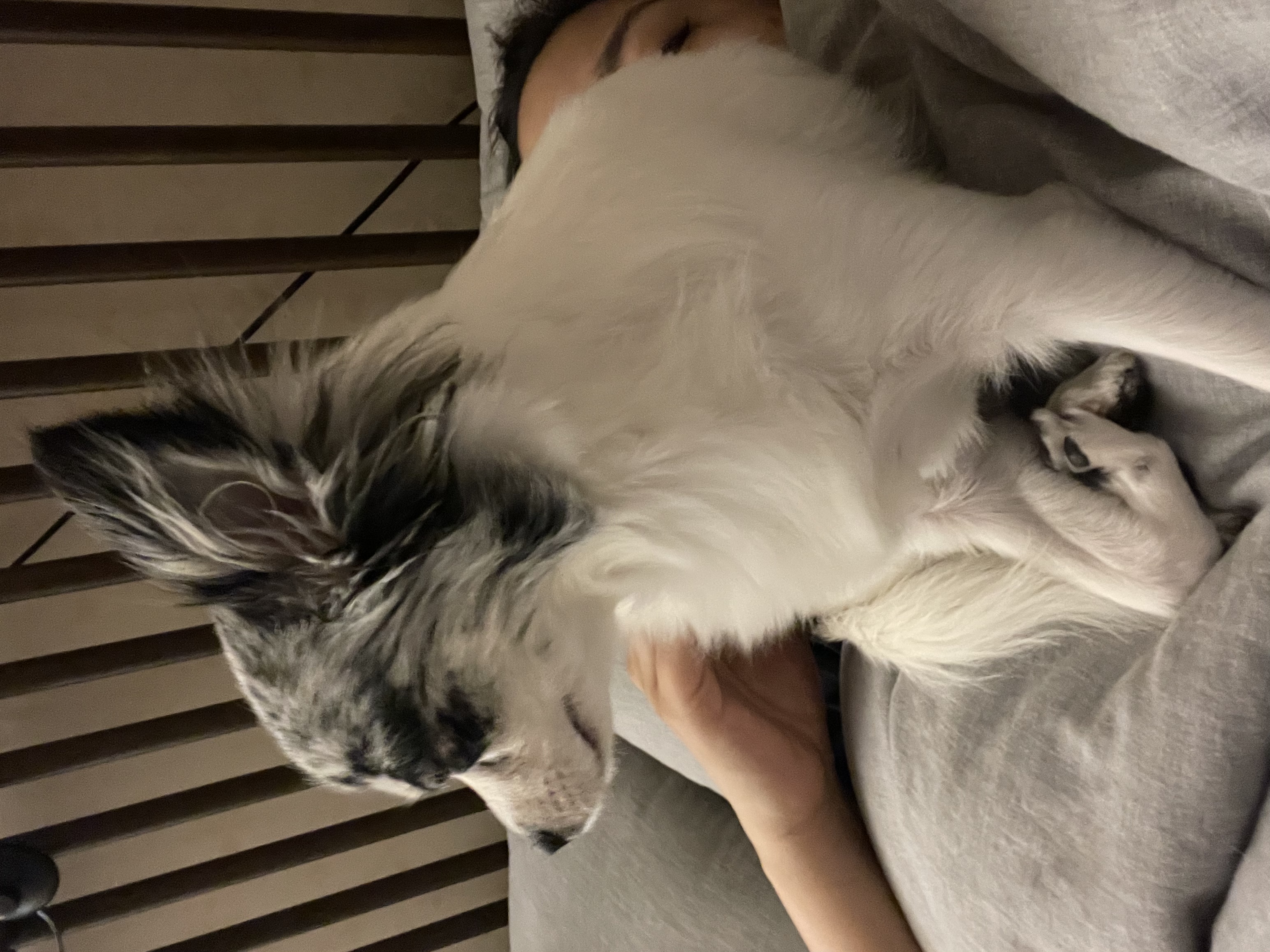 오랜만에 인사드려용 모찌입니당!(평택치와와 테테,모지아가)