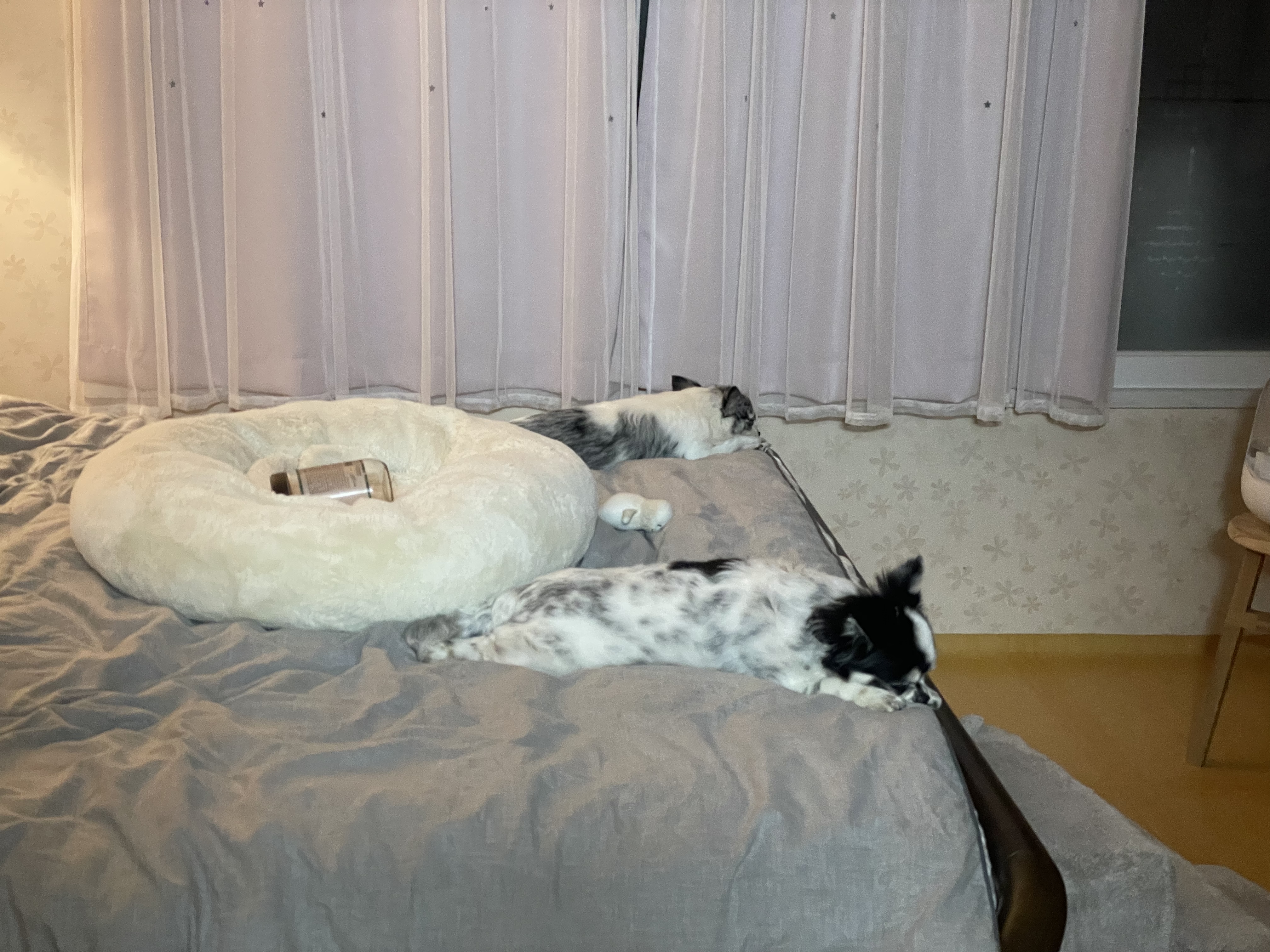 오랜만에 인사드려용 모찌입니당!(평택치와와 테테,모지아가)