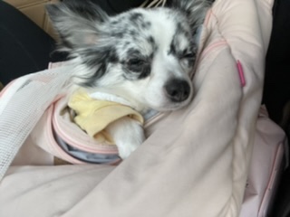 오랜만에 인사드려용 모찌입니당!(평택치와와 테테,모지아가)