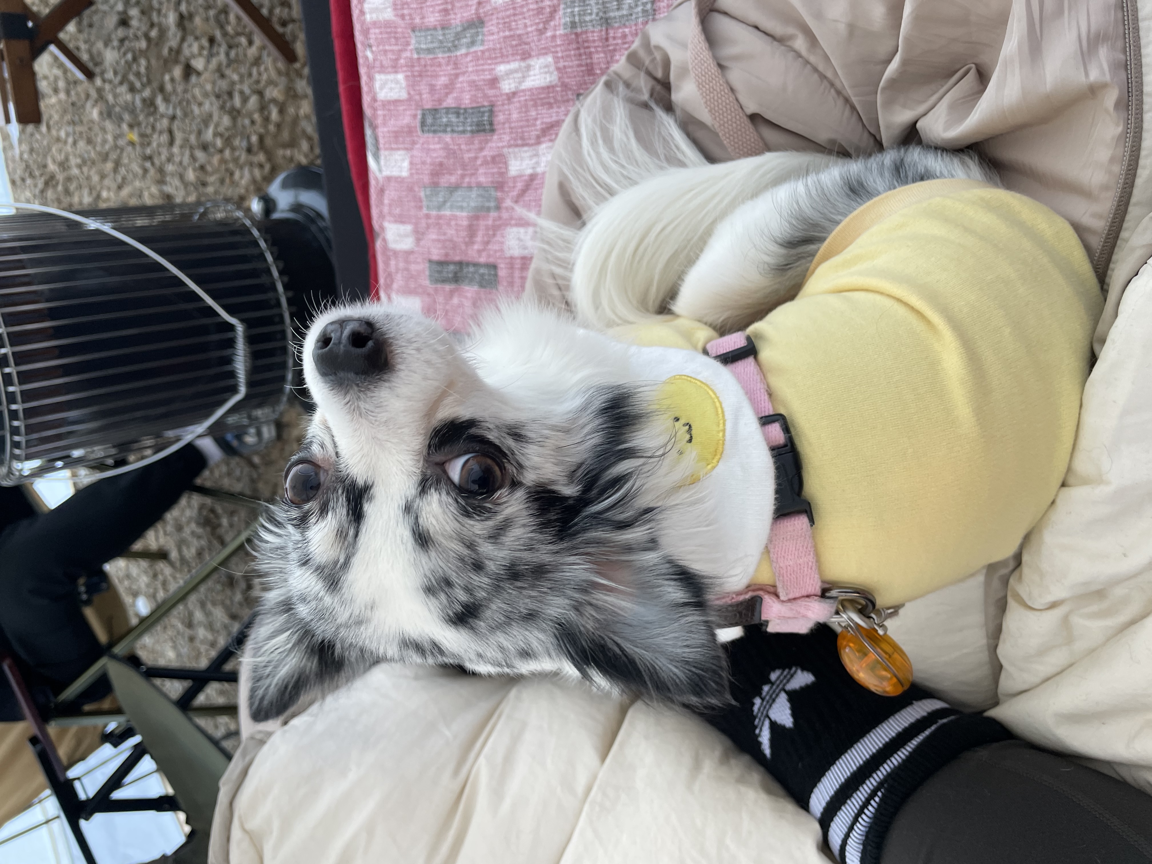 오랜만에 인사드려용 모찌입니당!(평택치와와 테테,모지아가)