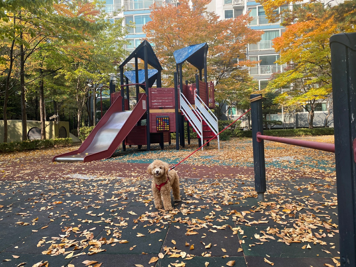 랑이(곤지암 해사) 10개월차 근황입니다