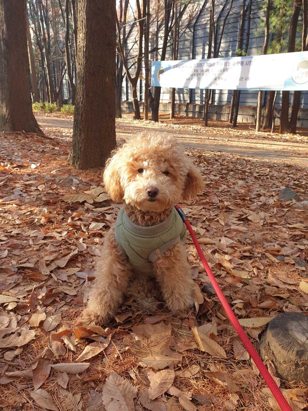 랑이(곤지암 해사) 10개월차 근황입니다